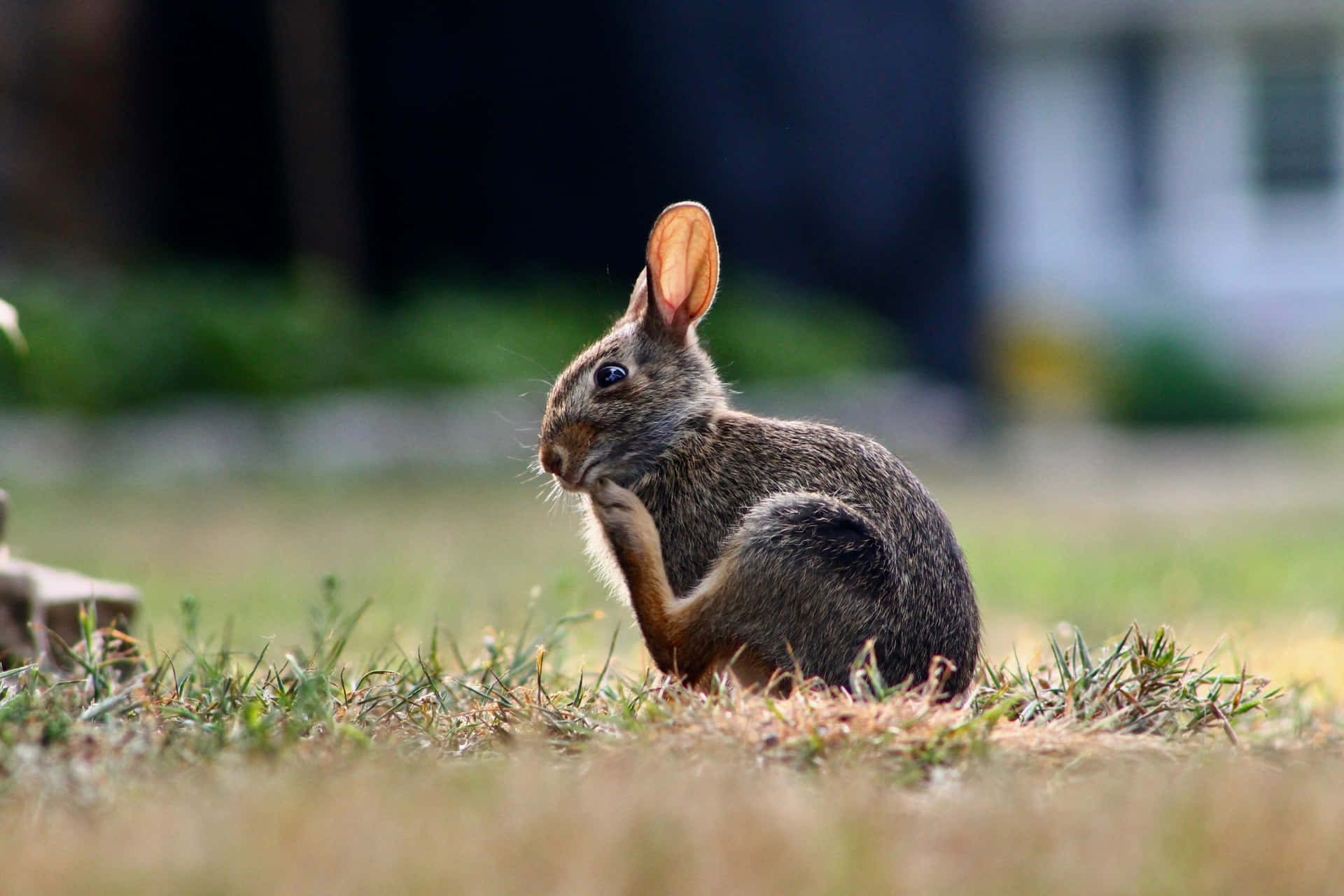 Download Cottontail Rabbitin Grass Wallpaper | Wallpapers.com