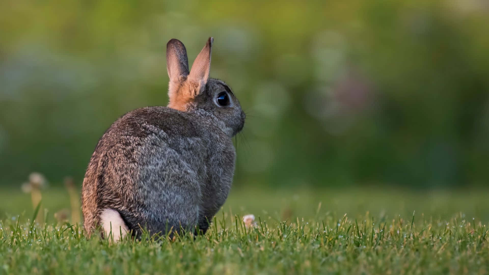 Cottontail Rabbitin Grass Wallpaper