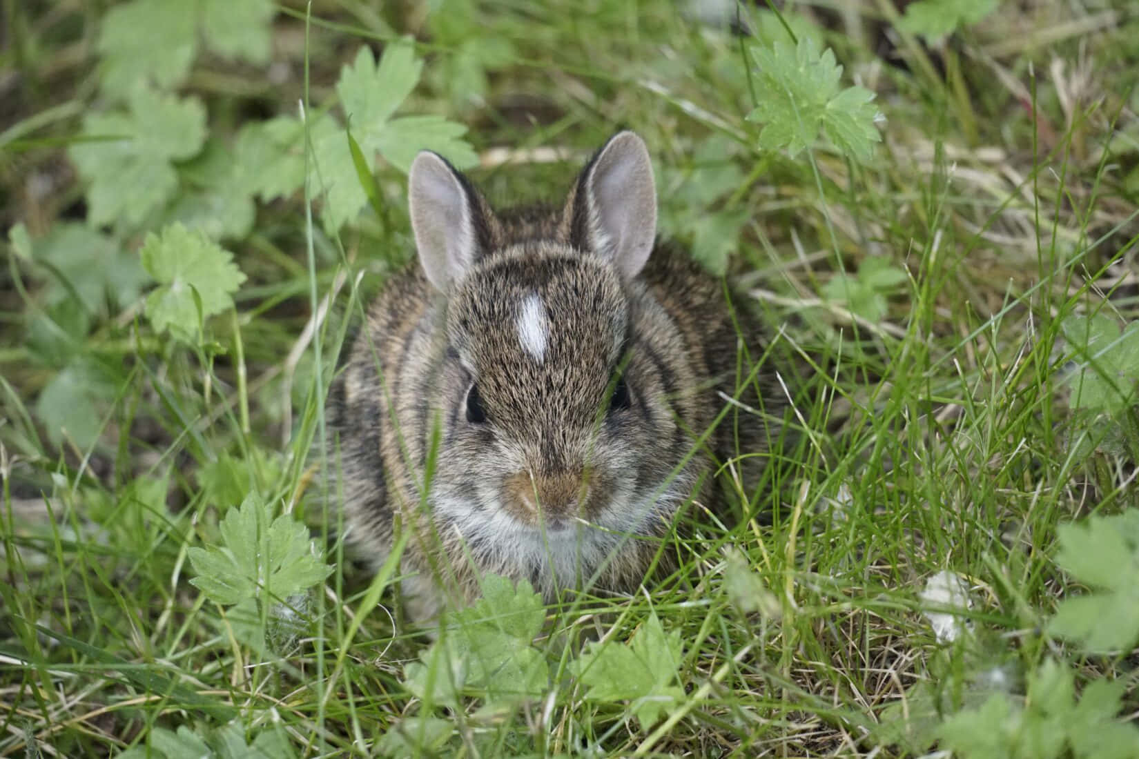 Cottontail Rabbitin Greenery.jpg Wallpaper