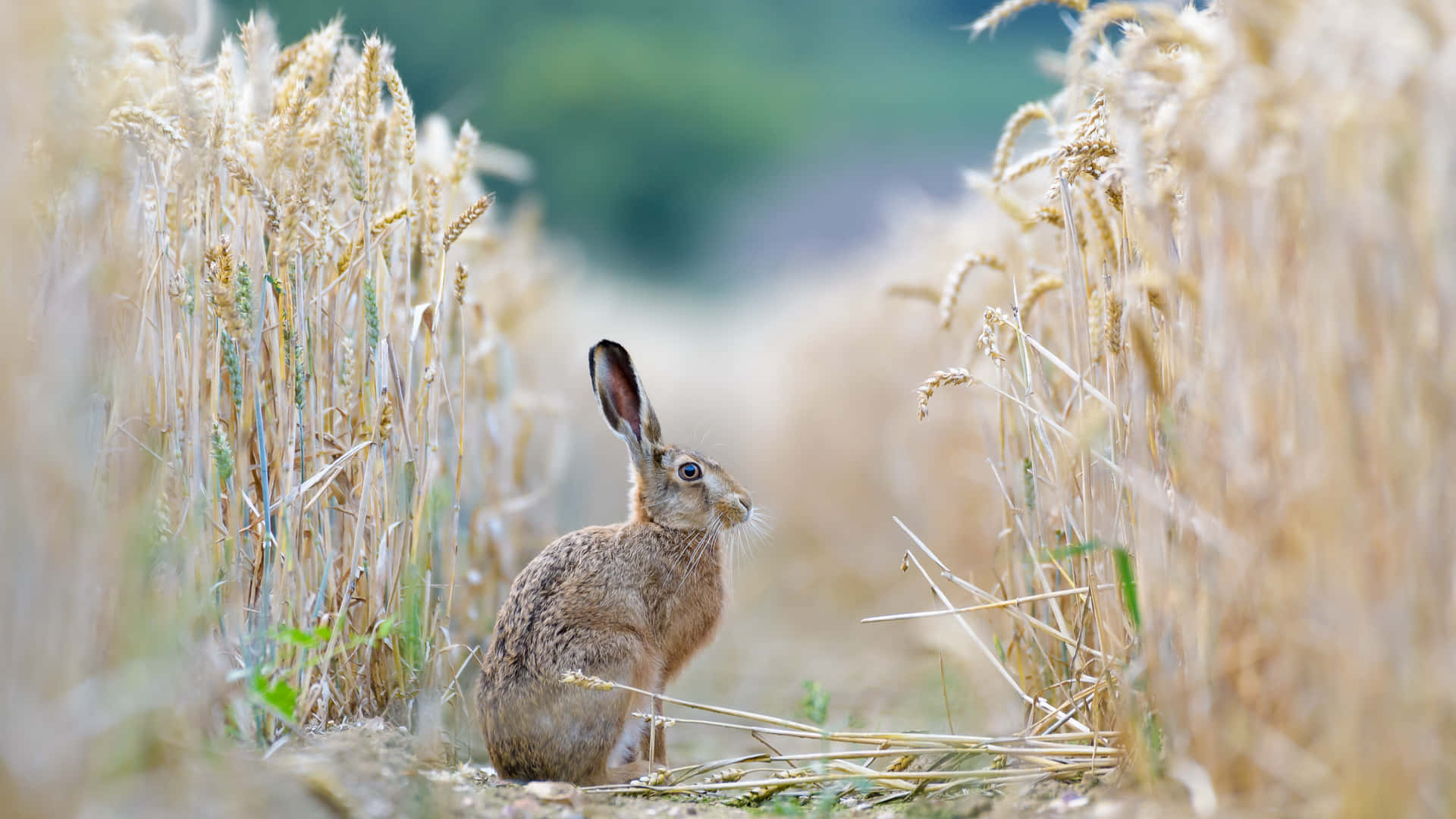 Cottontail Rabbitin Wheat Field Wallpaper
