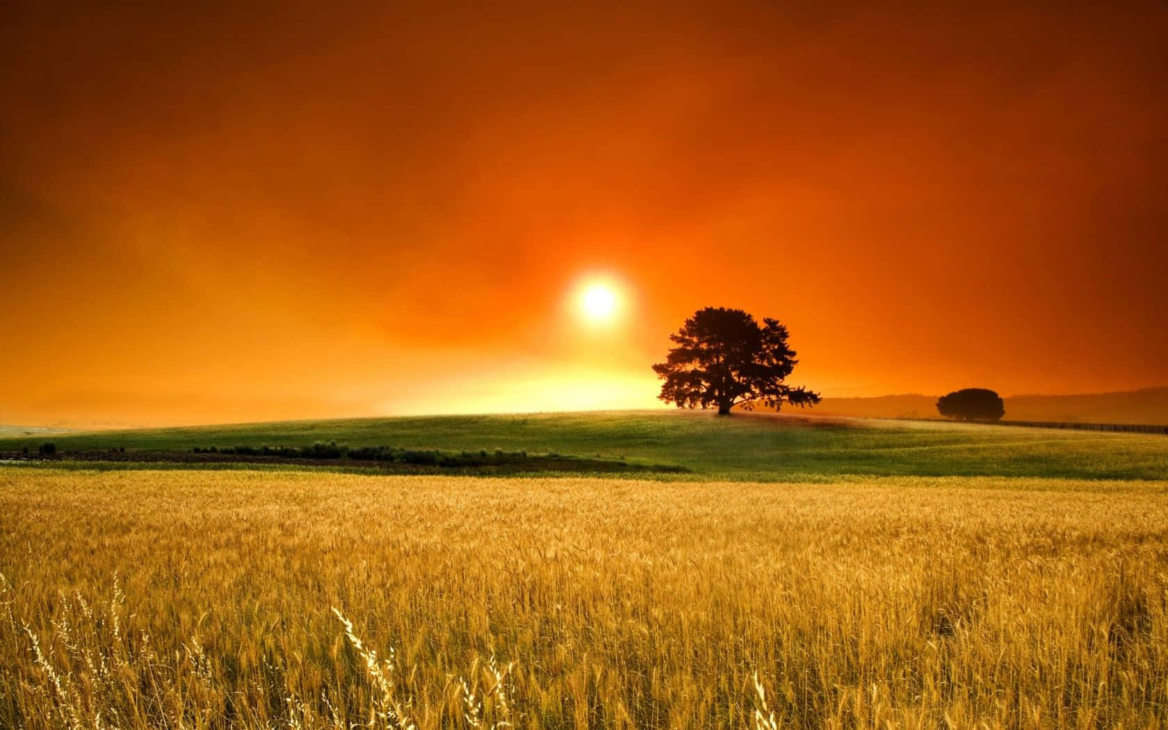 A Field With A Tree And Sunset