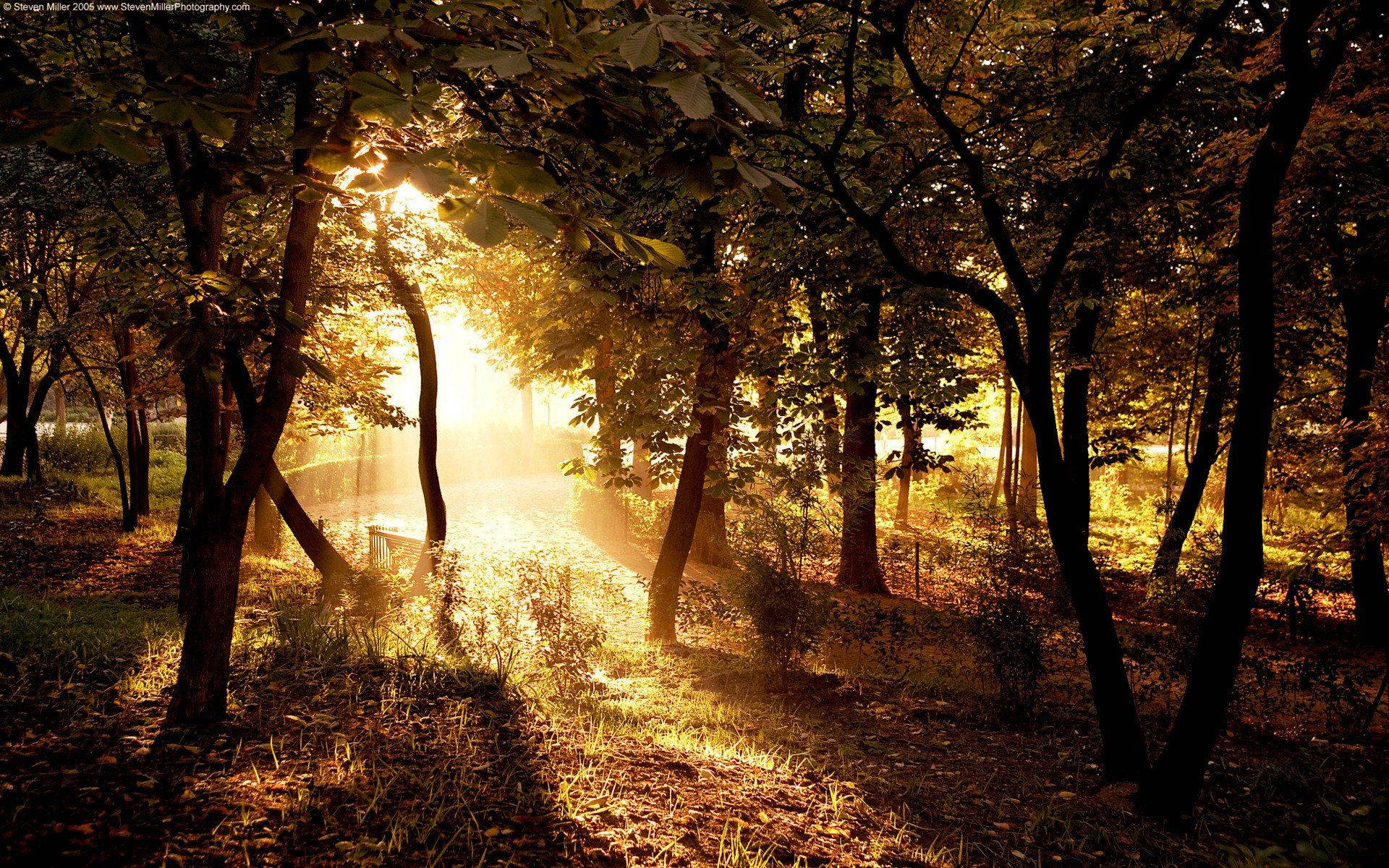 Country Forest Golden Sunlight