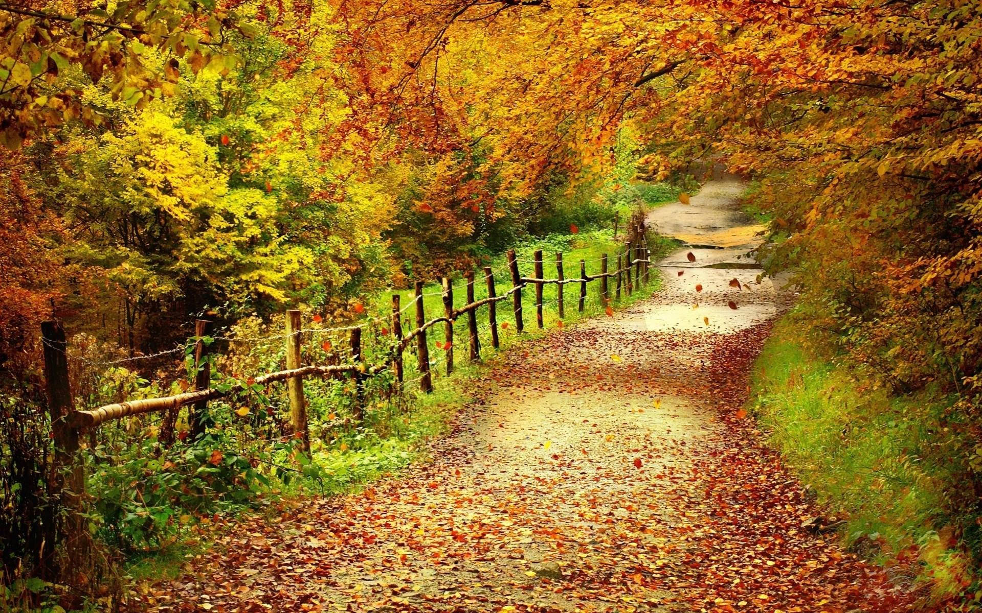 Country Road Covered In Dried Leaves Wallpaper