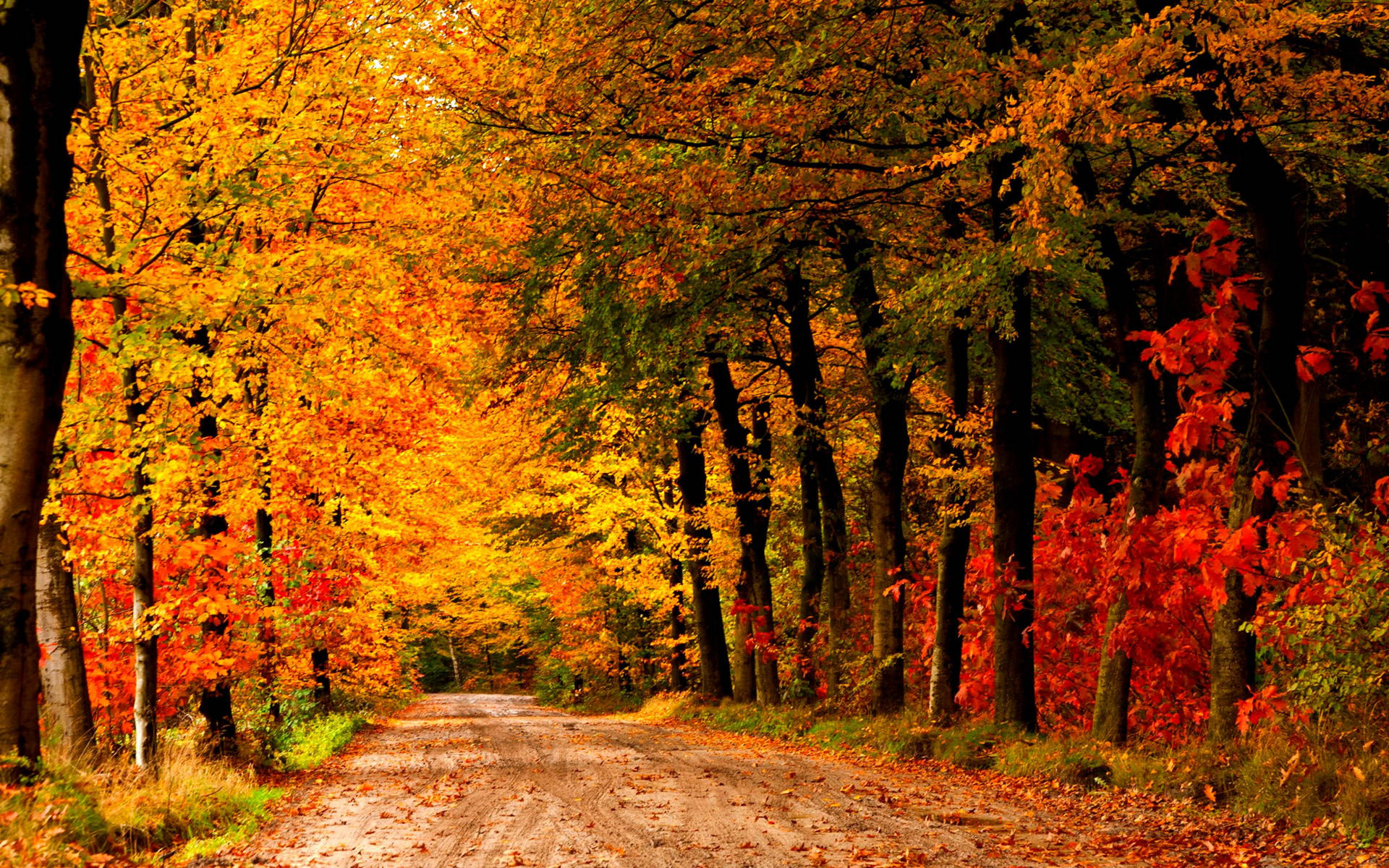 Country Road Different Colored Trees Wallpaper