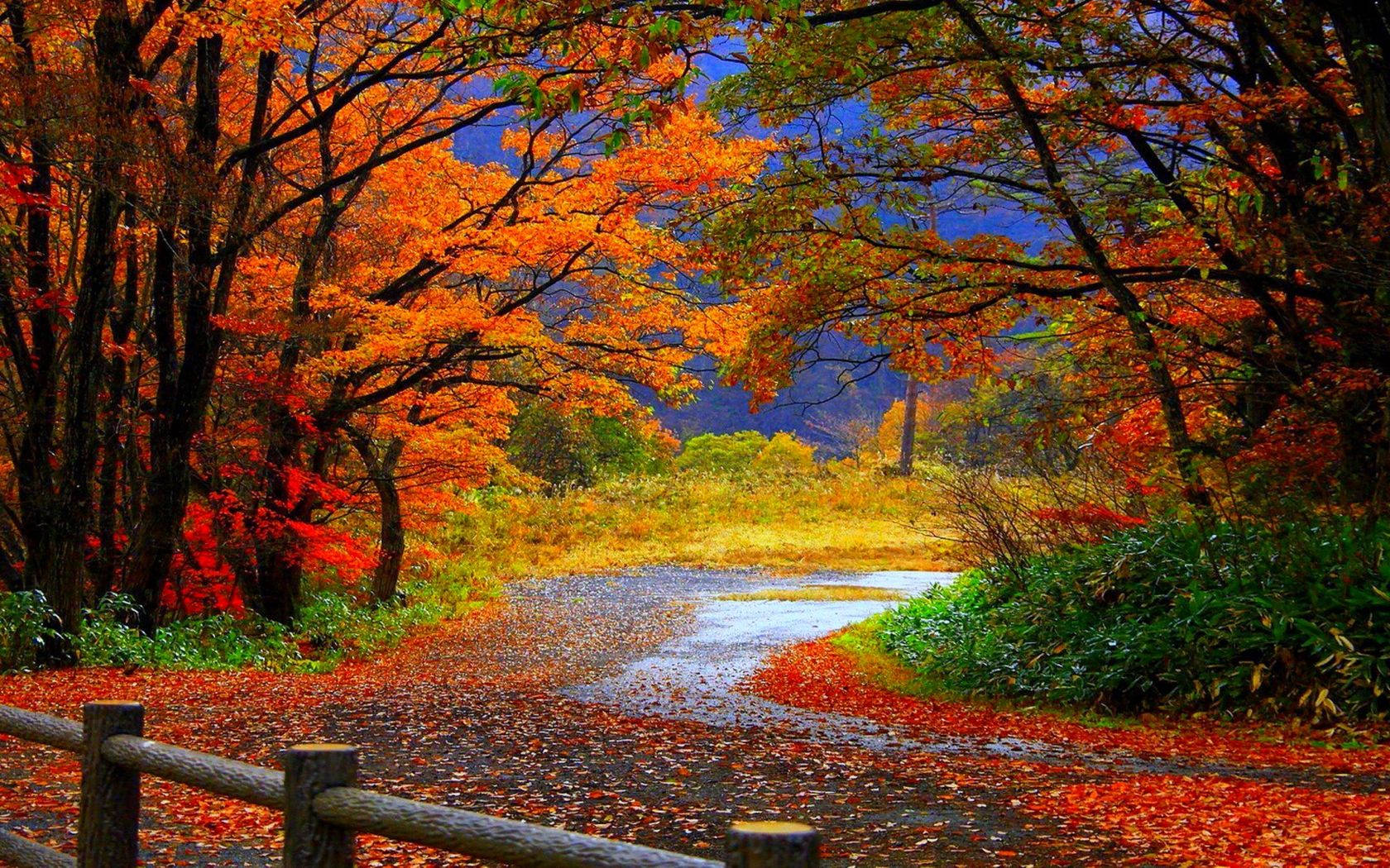 Take a breathtaking walk down the country road during fall Wallpaper