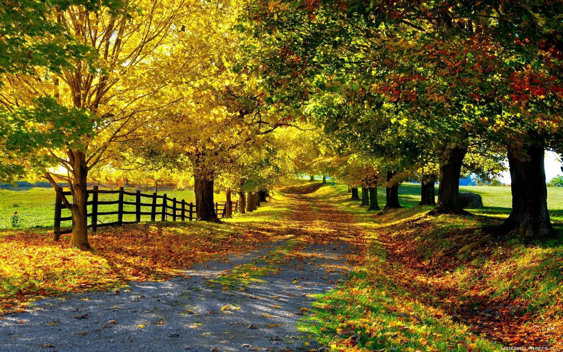 Country Road Littered With Fallen Leaves Wallpaper