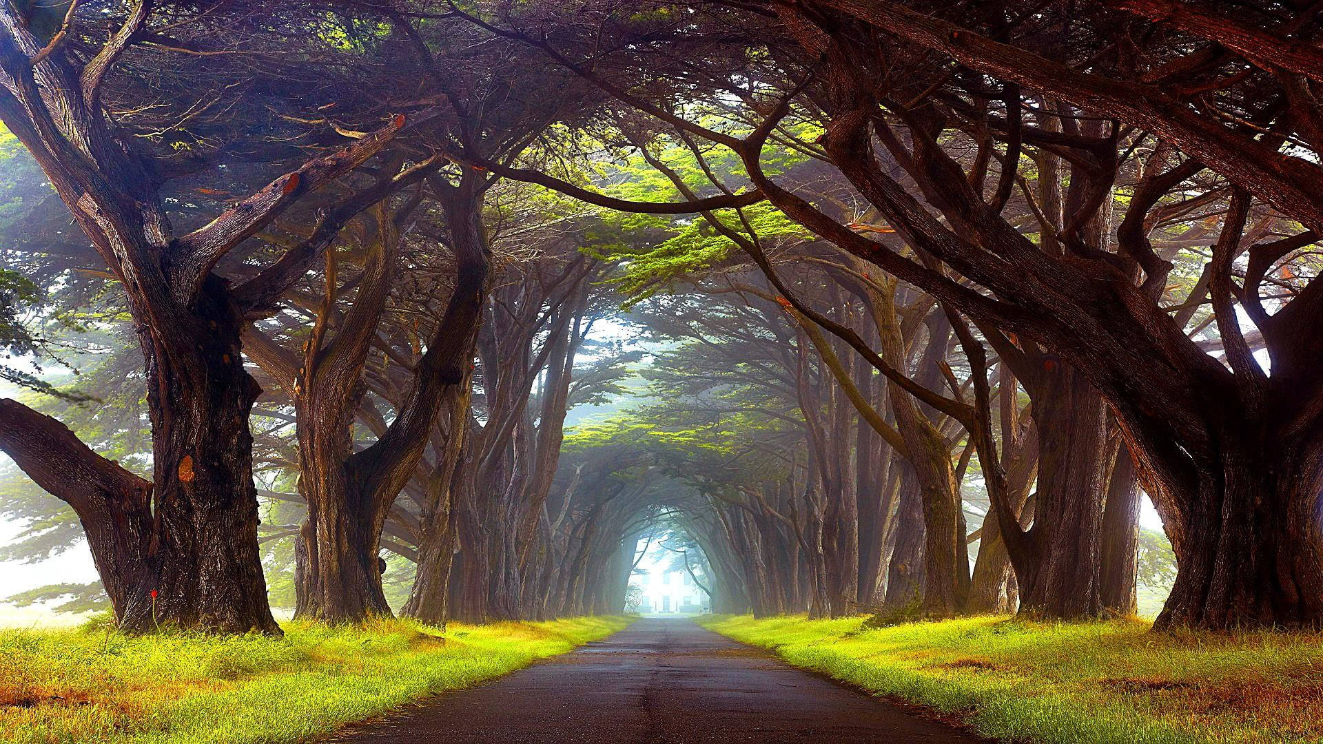 Country Road Shaded By Trees Wallpaper