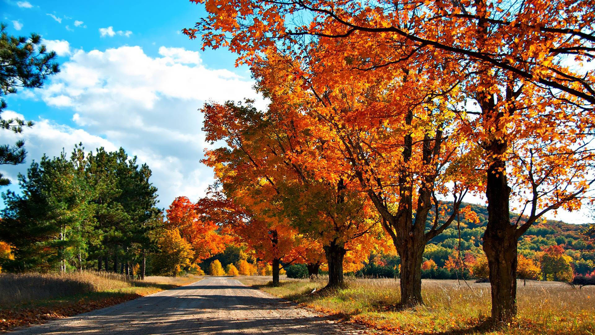 Country Road Trees With Orange Leaves Wallpaper