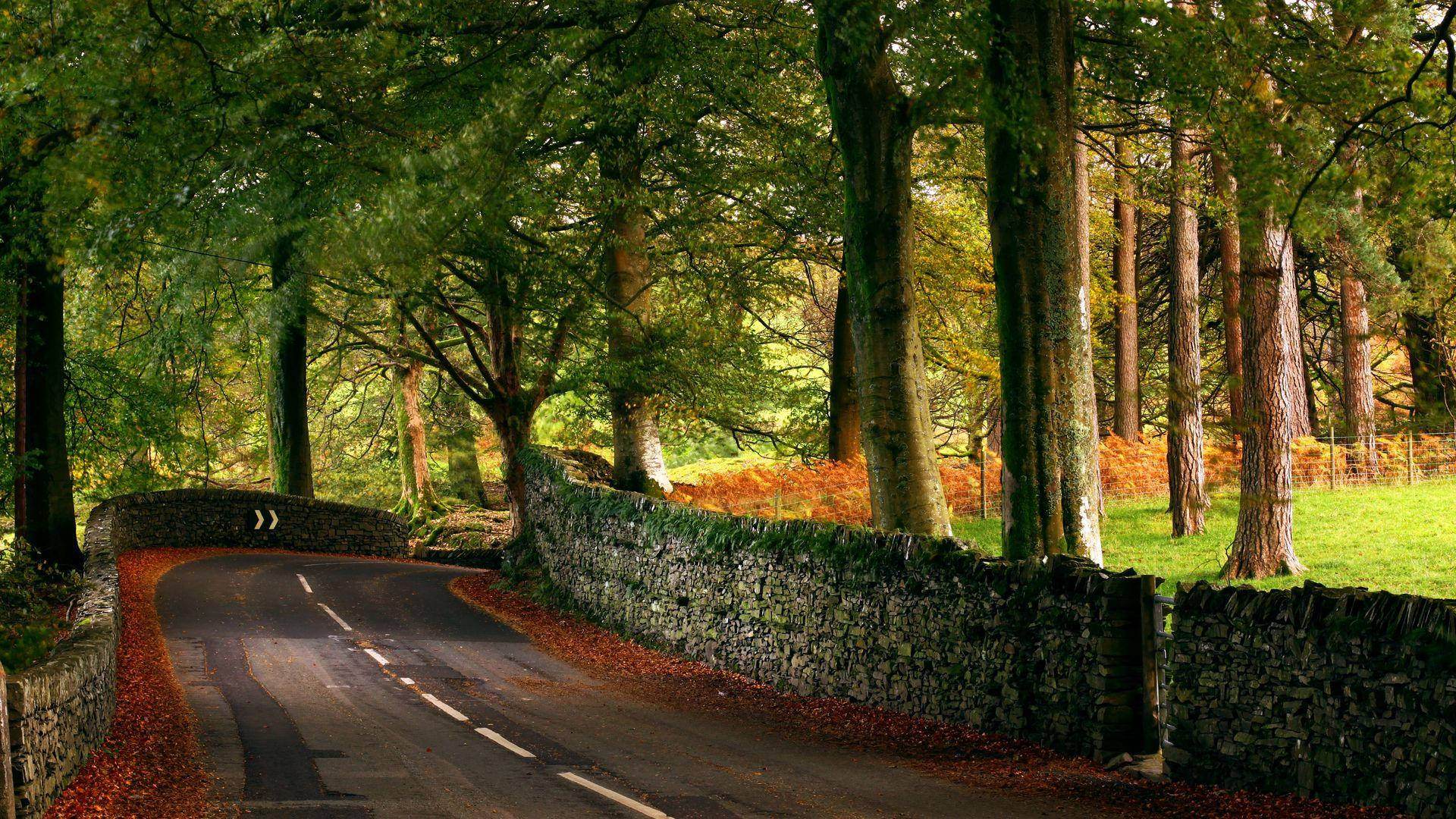 Country Road With Moss Covered Wall Wallpaper
