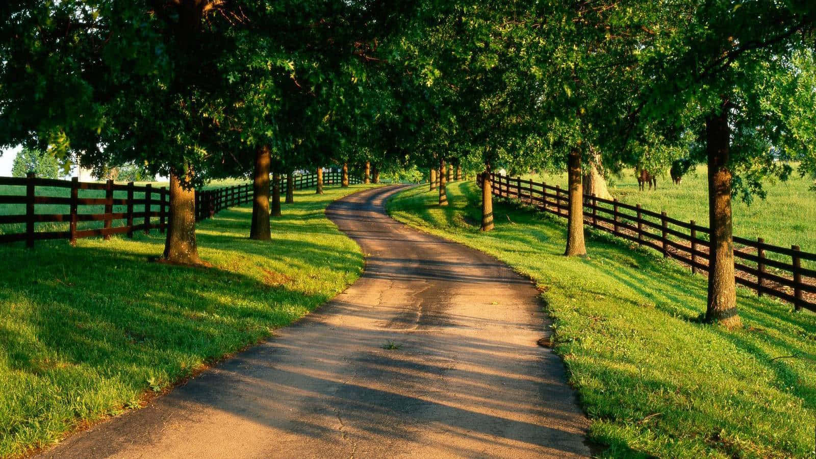 Trail Road With Trees Country Scenes Wallpaper