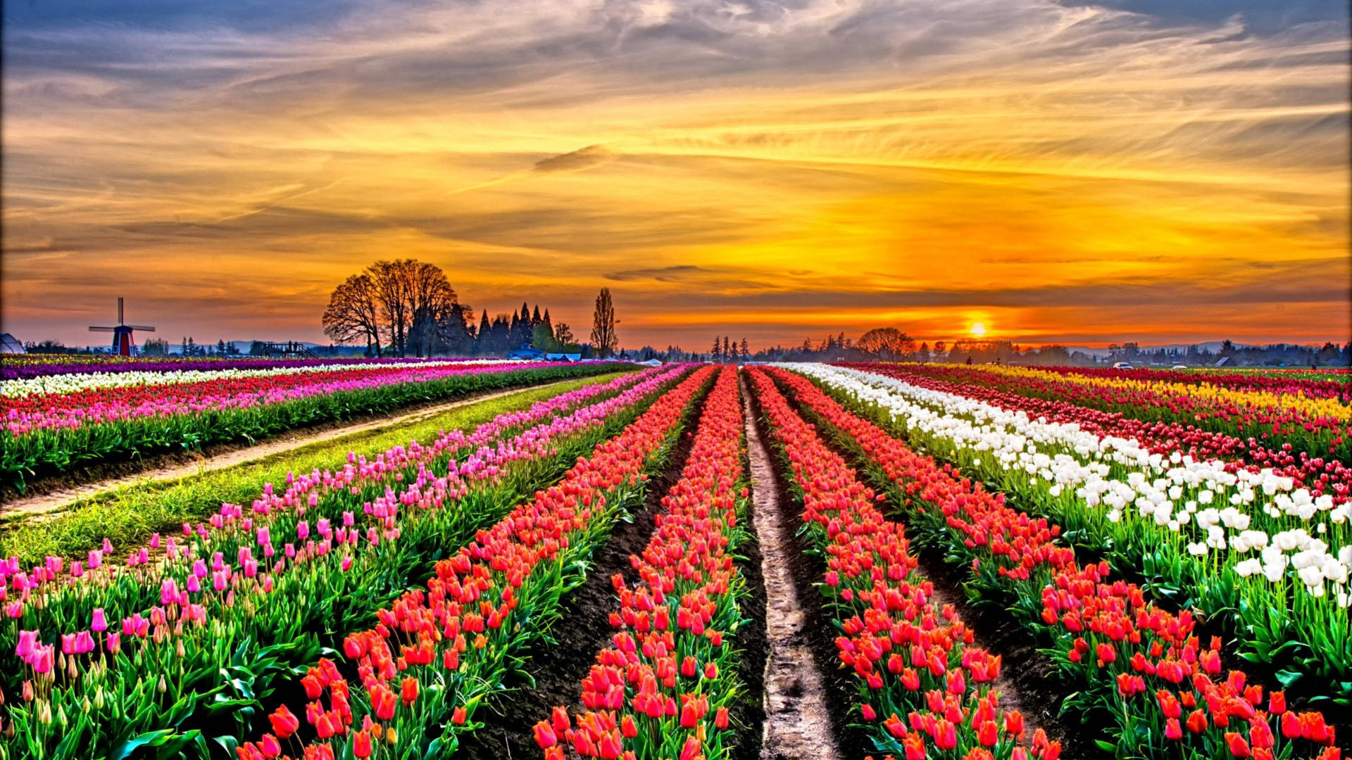 Veranoen El Campo Con Tulipanes Holandeses. Fondo de pantalla