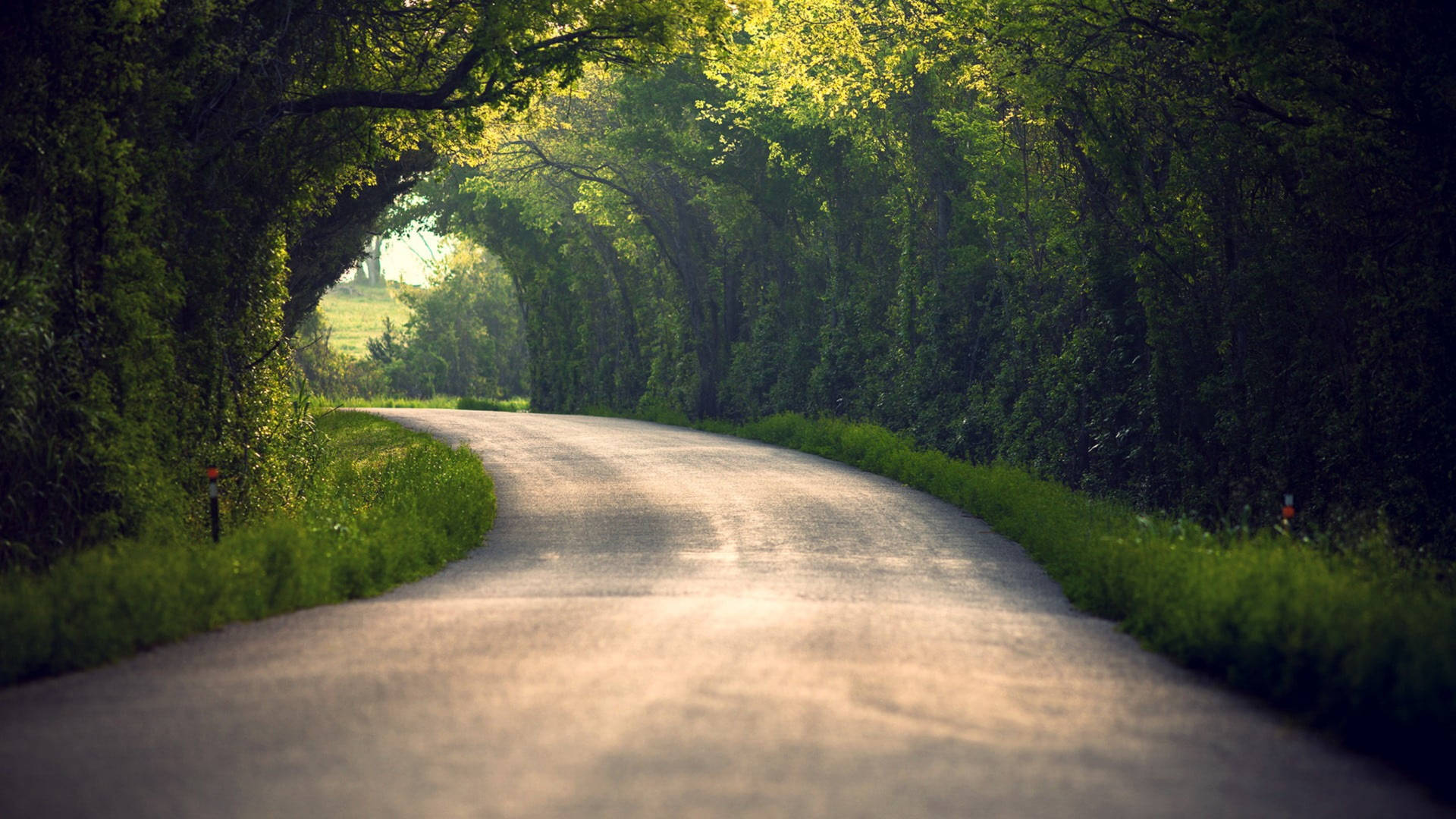 Country Summer Empty Forest Road Wallpaper
