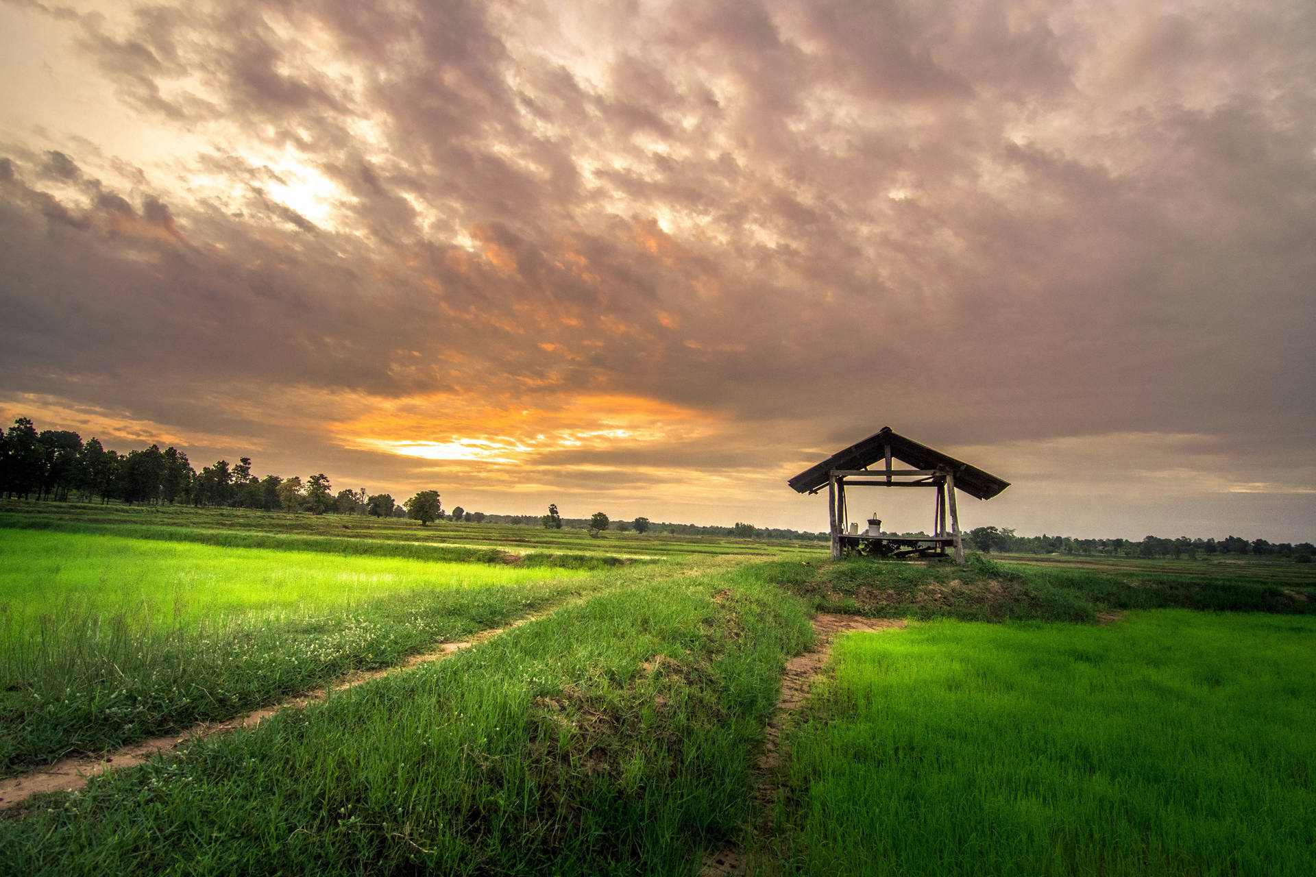 Country Summer Shed Rice Field Wallpaper
