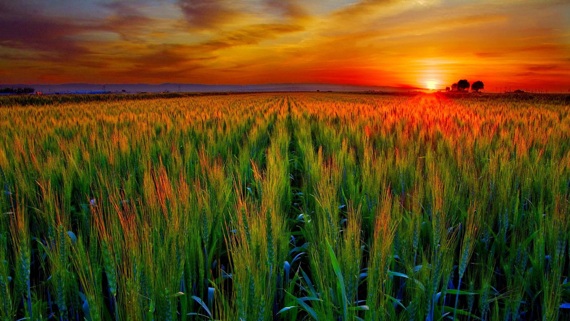 Country Summer Tall Grass Sunset Wallpaper