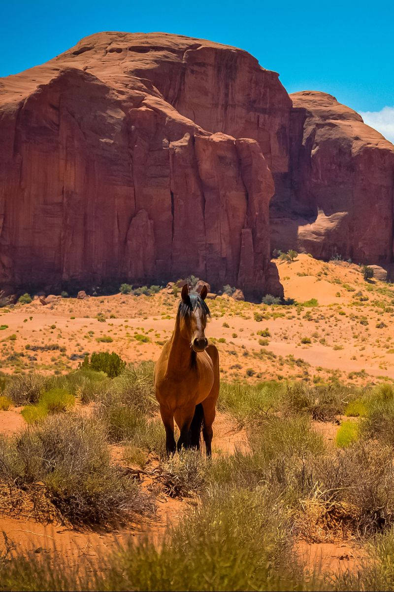 Country Western Horse Rocks Wallpaper