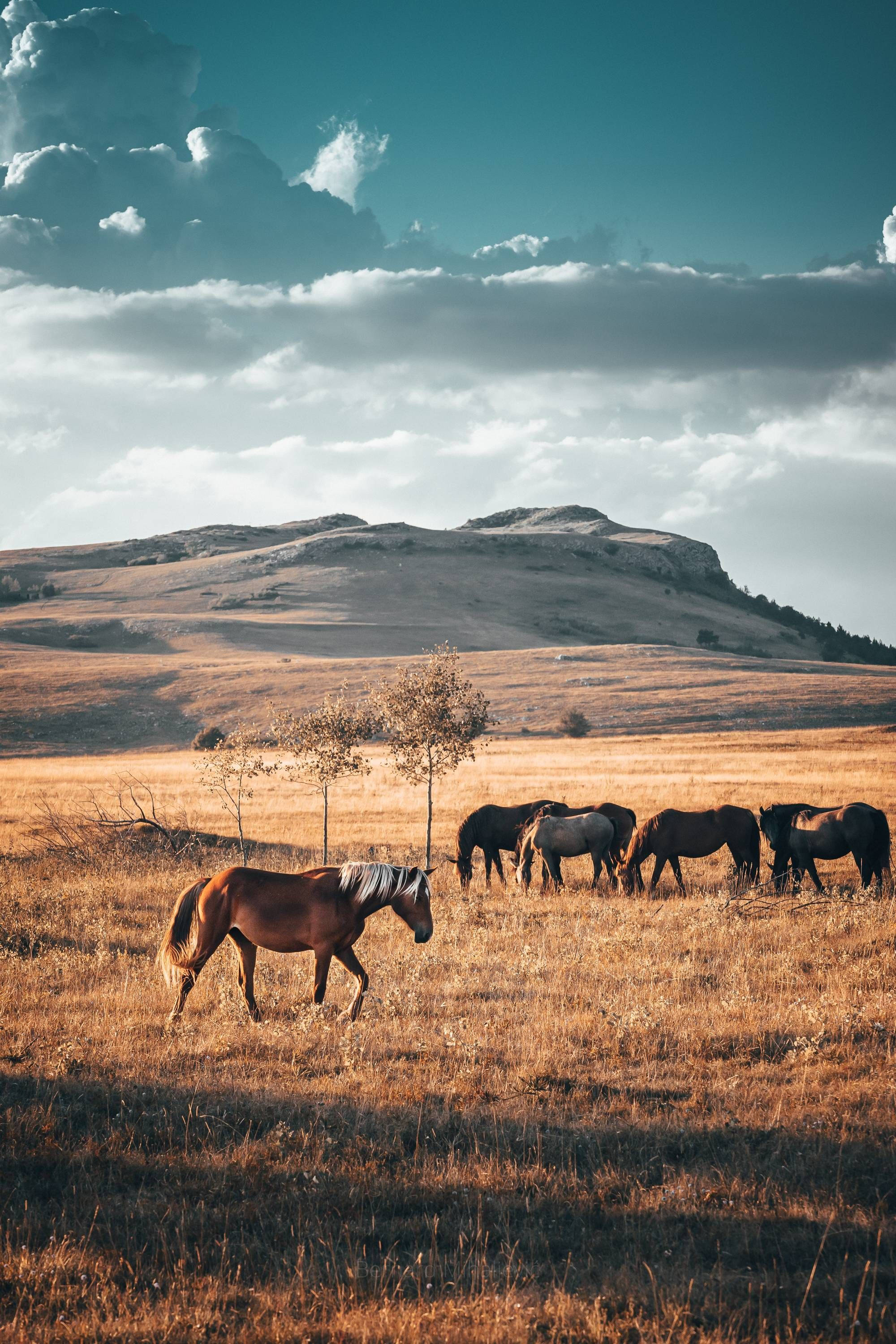 Country Western Horses Mountain Wallpaper