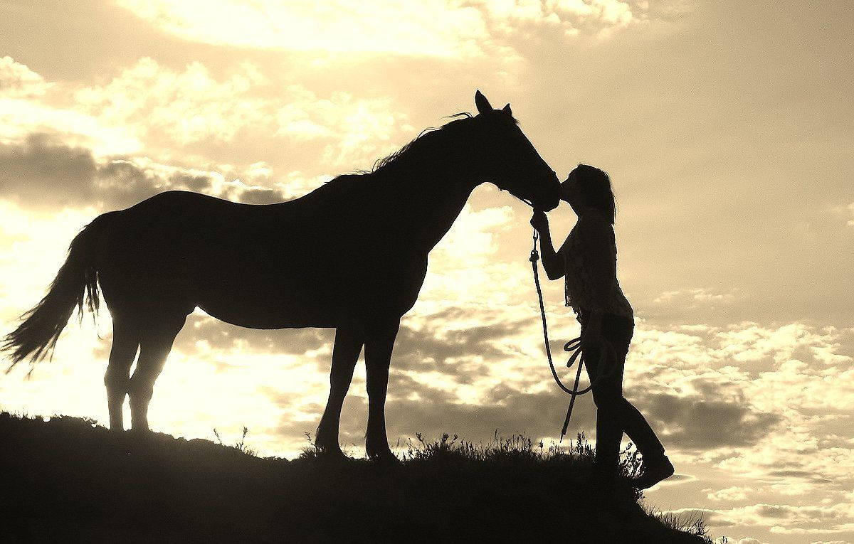 Country Western Kiss Horse Wallpaper