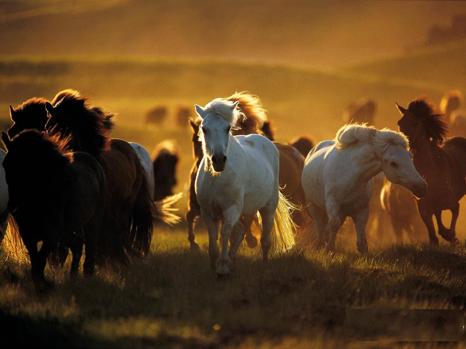 Country Western Many Horses Wallpaper