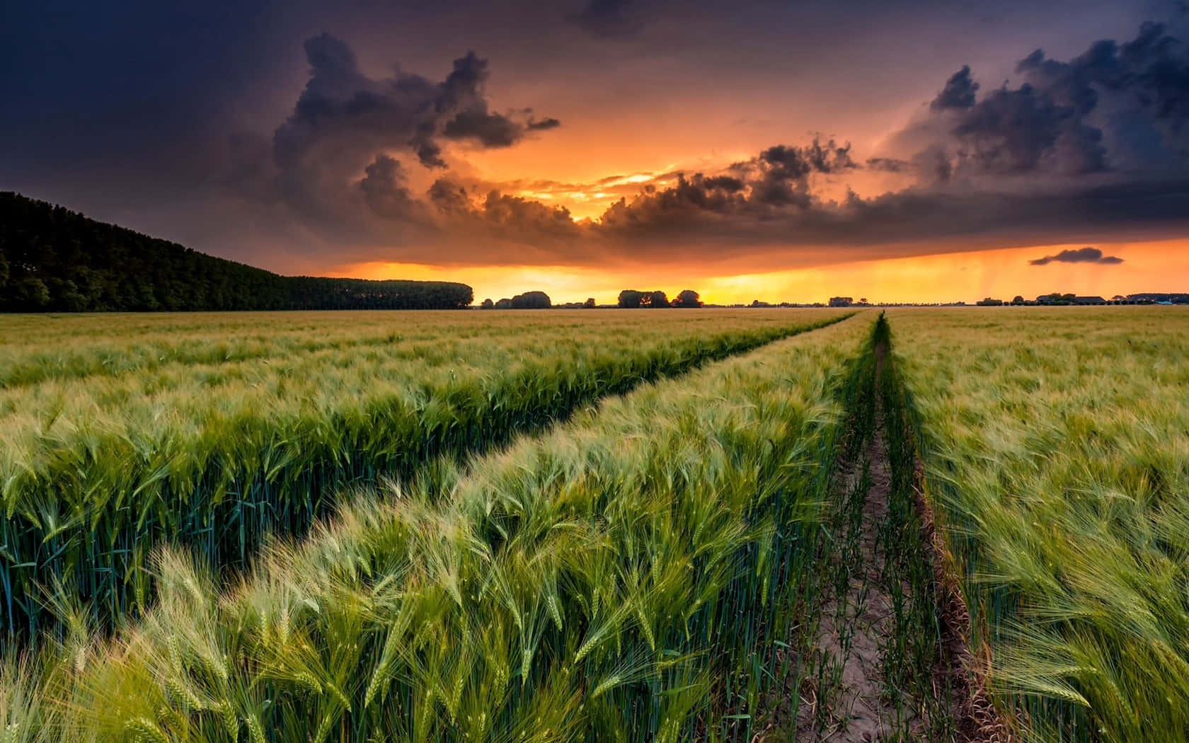 Countryside Green Wheat Field During Sunset Wallpaper