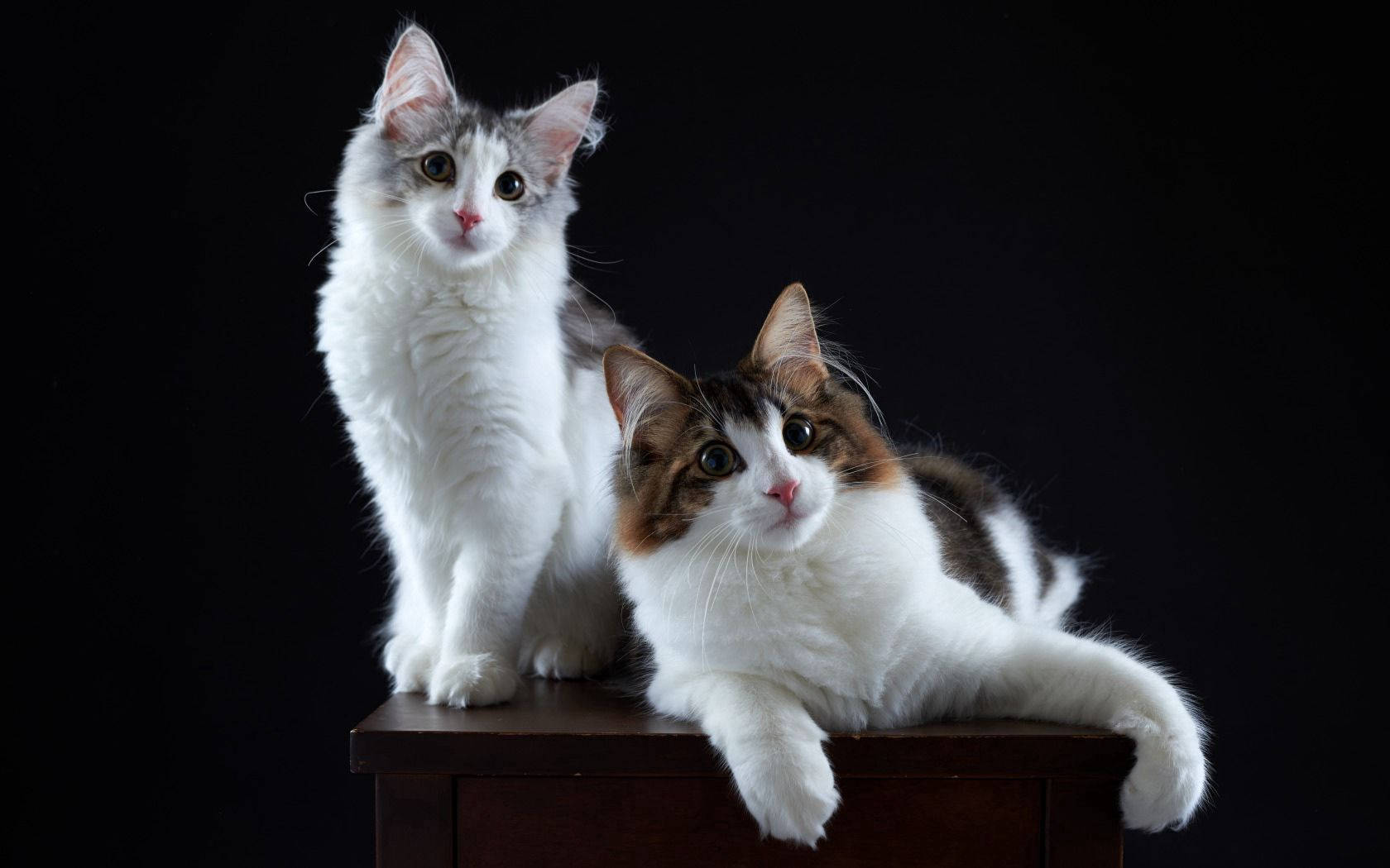 Couple cats on top of the table looking at the photographer. Cute furry animal friends.