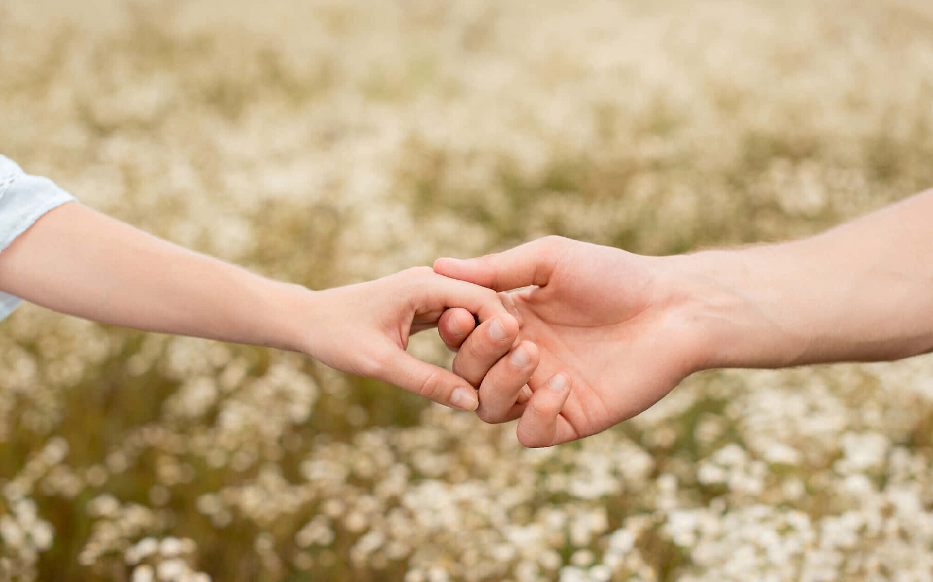 Picture Of Couple Holding Hands In A Flower Field