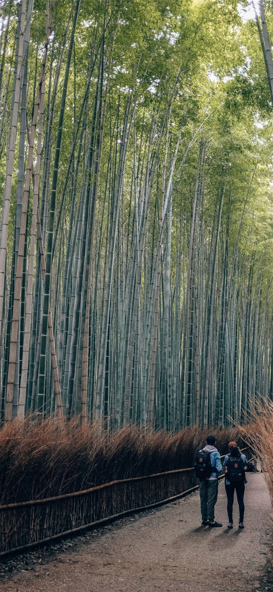 Parejaen Un Camino De Bambú En El Iphone Fondo de pantalla