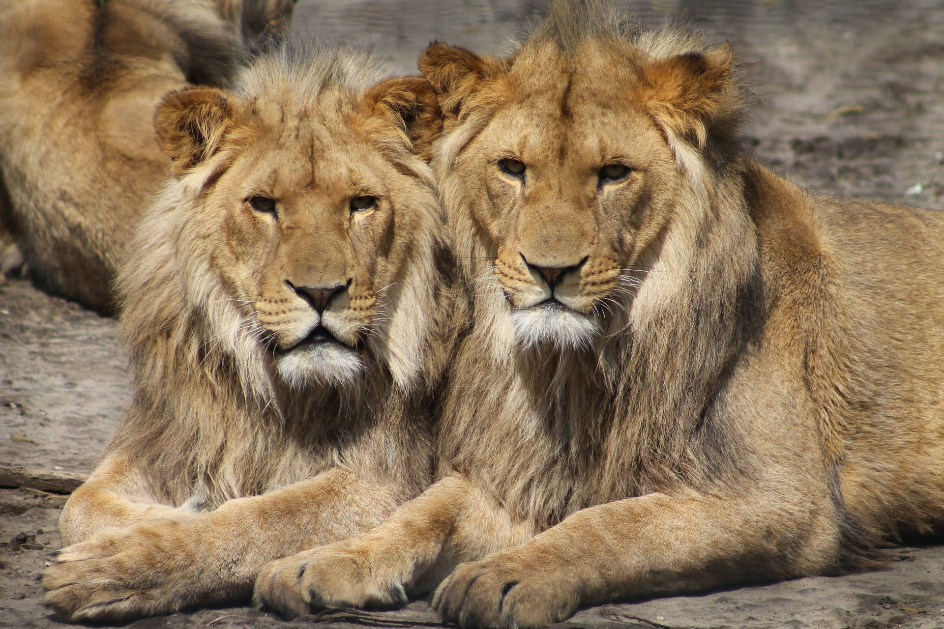 Two Lion Predators peacefully at rest Wallpaper