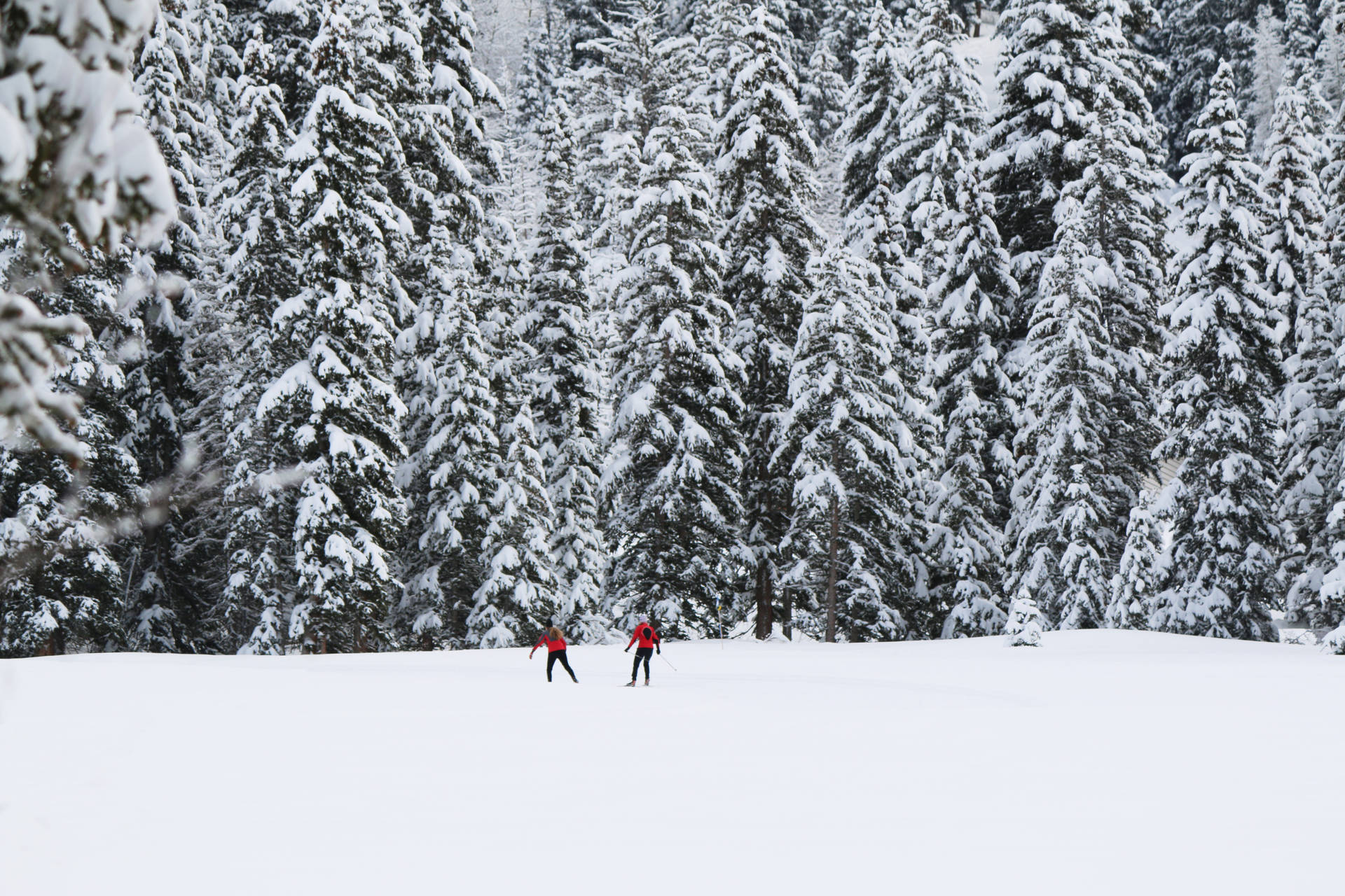 Paarbeim Skifahren In Nadelbäumen Wallpaper