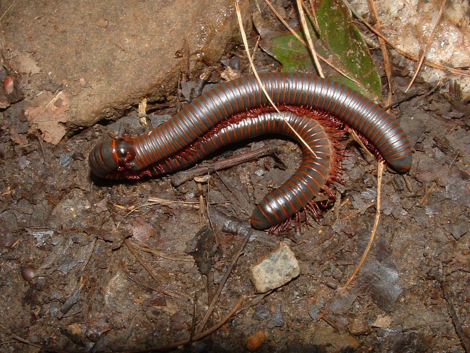 Coupling Millipede On Muddy Ground Background