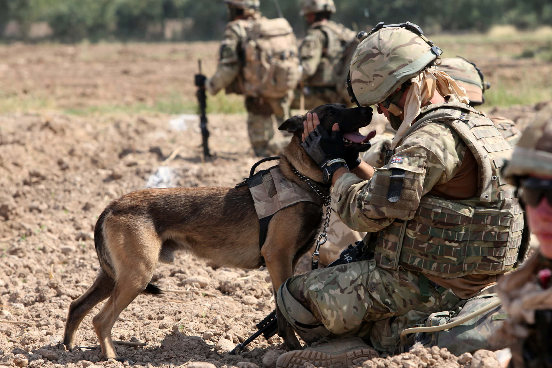 Courageous Canine Comrade: A Military Dog In Action Wallpaper