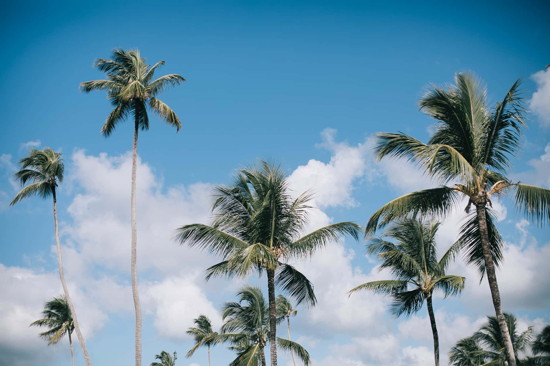 Palmetræerpå Stranden