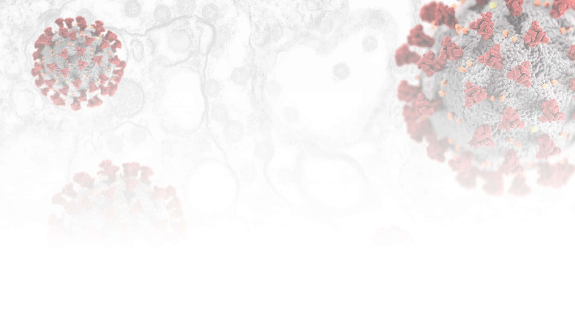 Coronaviruses In A White Background