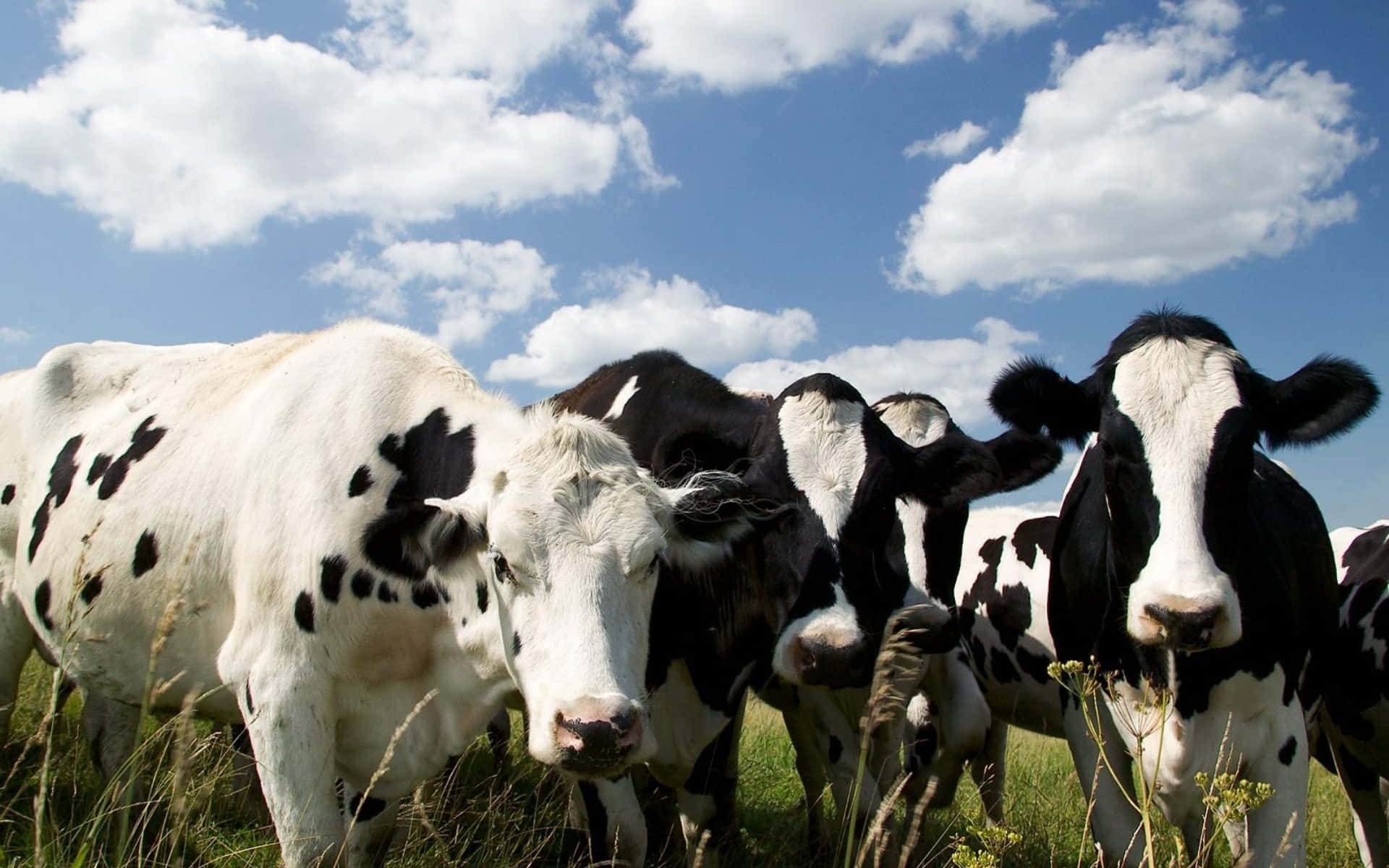 Holsteinfriesian-kuh Auf Einer Weide
