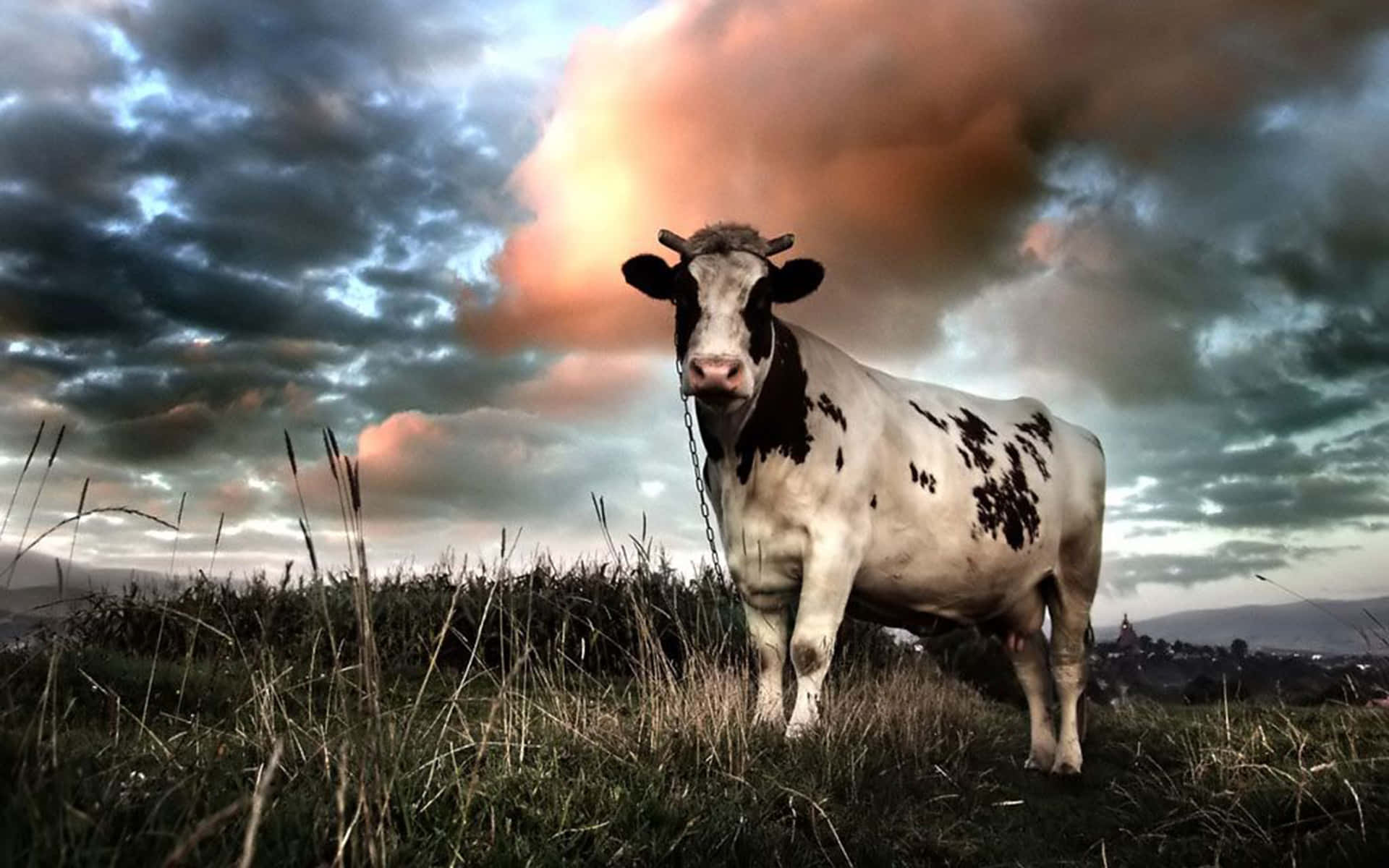 Enbrun Og Hvid Holstein Ko, Der Slapper Af På Engen.