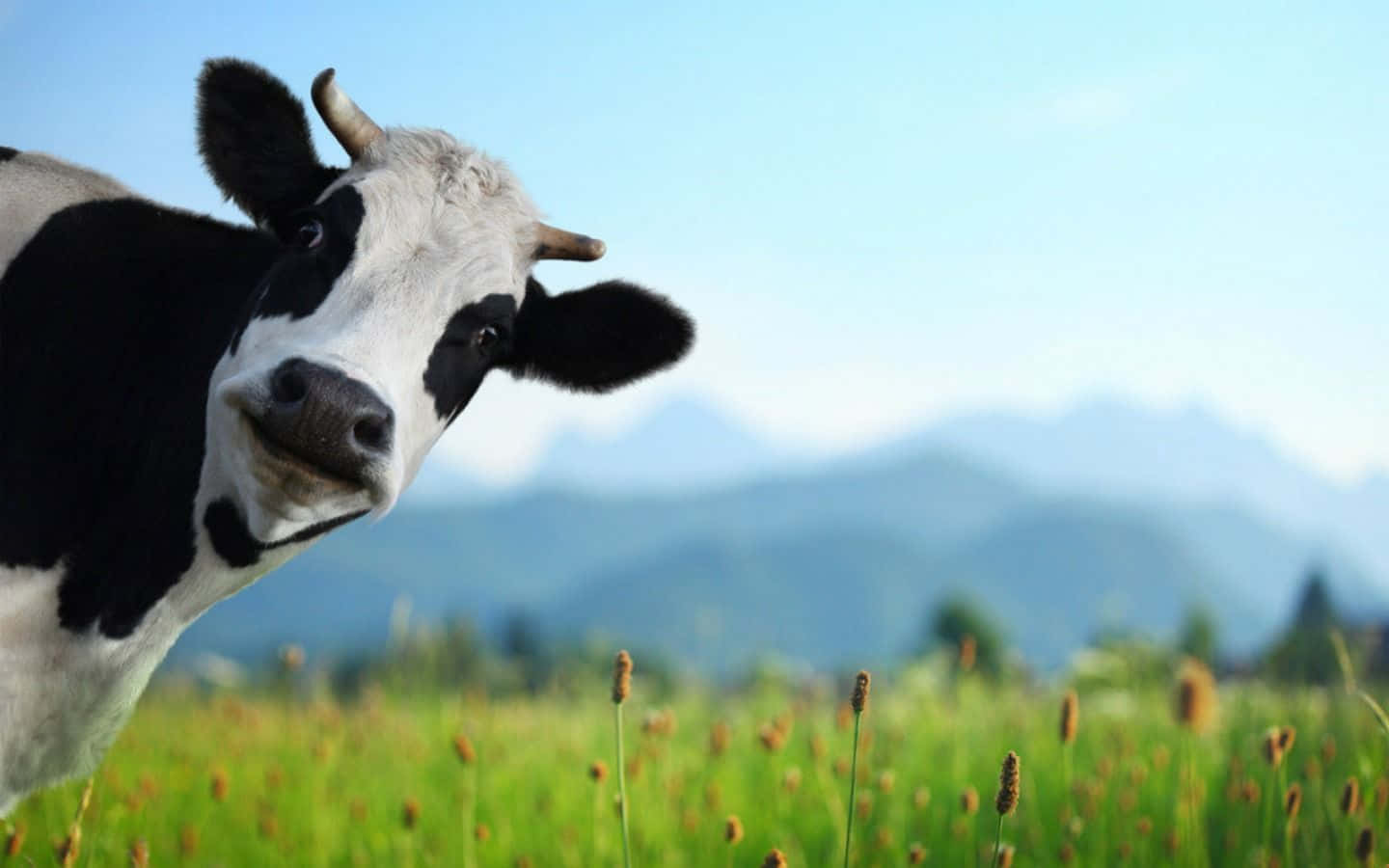 Holsteinko Græsser På En Eng.