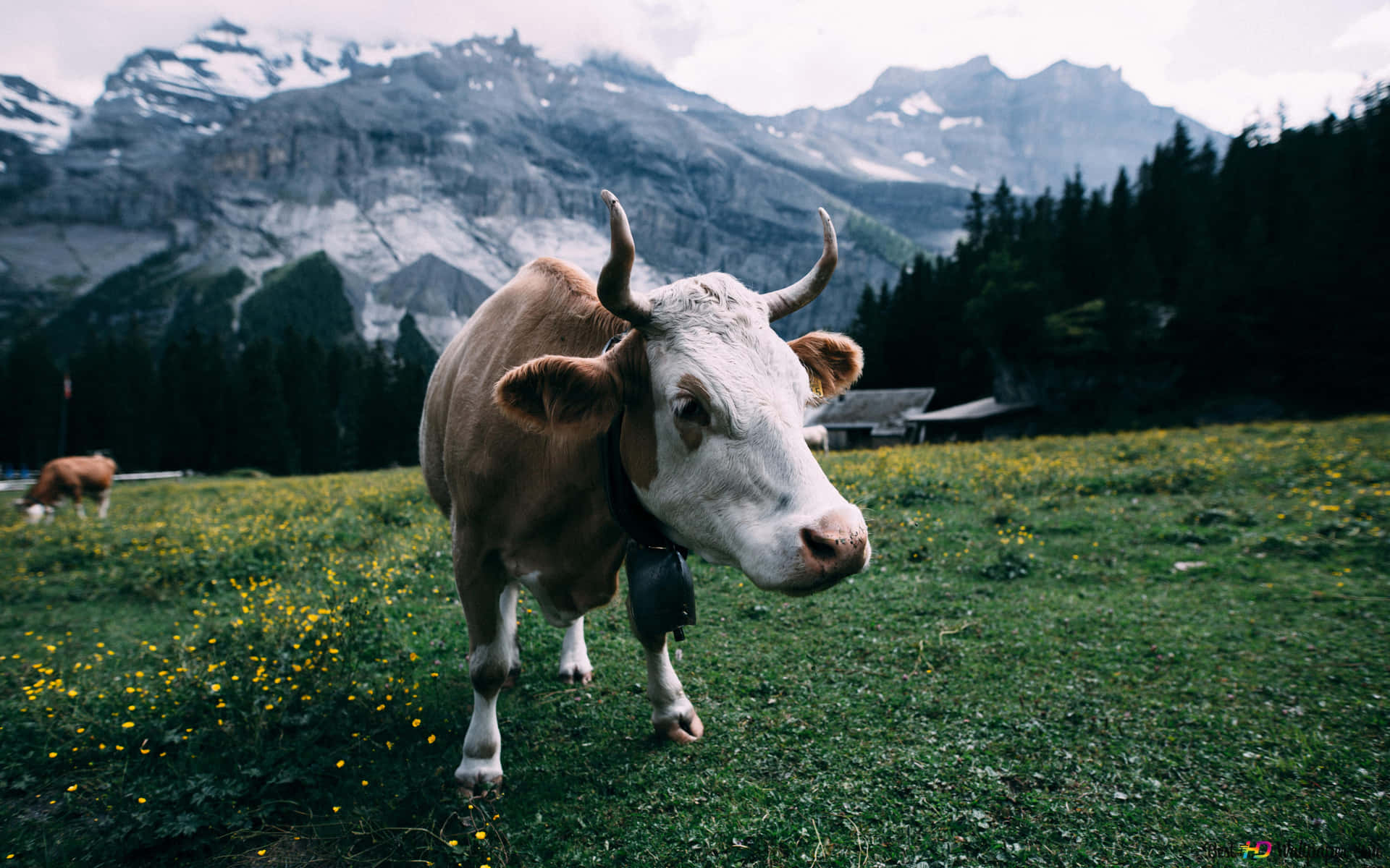Content Cow Enjoying A Scenic Countryside