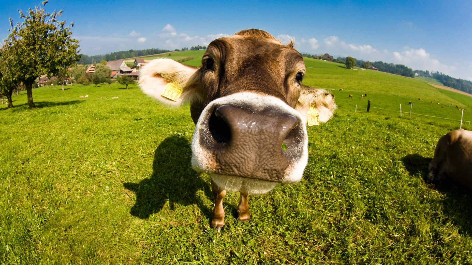 A cow grazing in a peaceful meadow