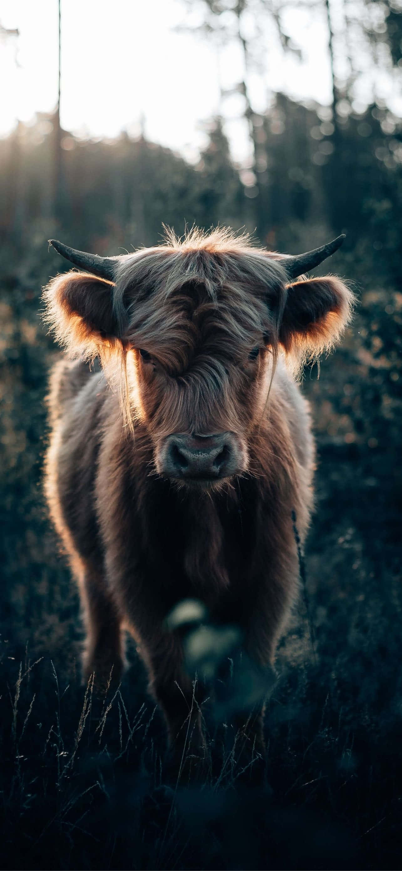 Mooove Over This Adorable Cow!