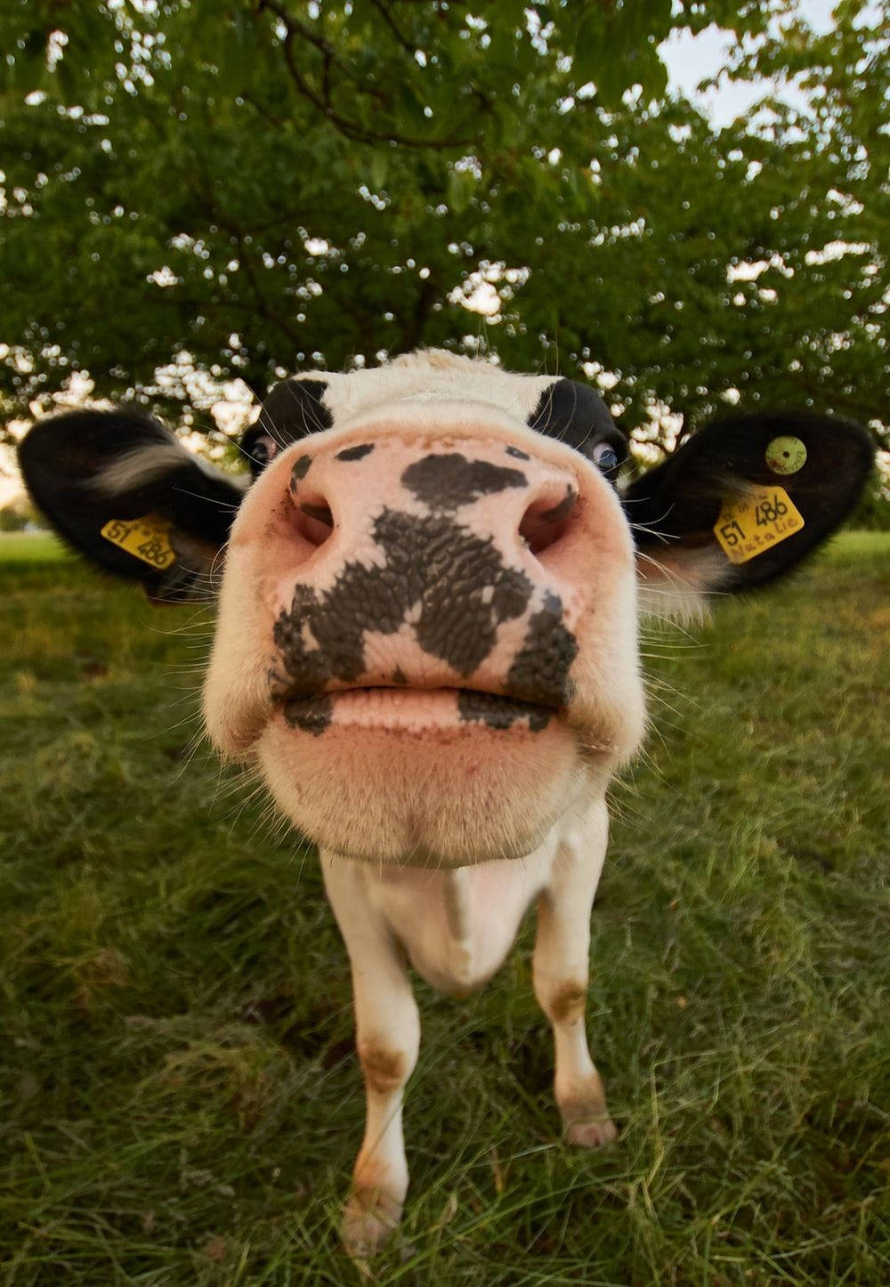 A cow with black spots and a golden nose. Wallpaper