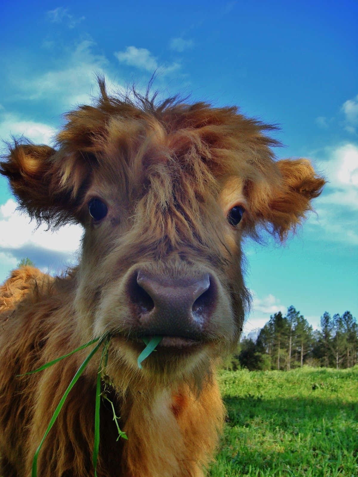 Cute Cow Iphone Lock Screen Wallpaper