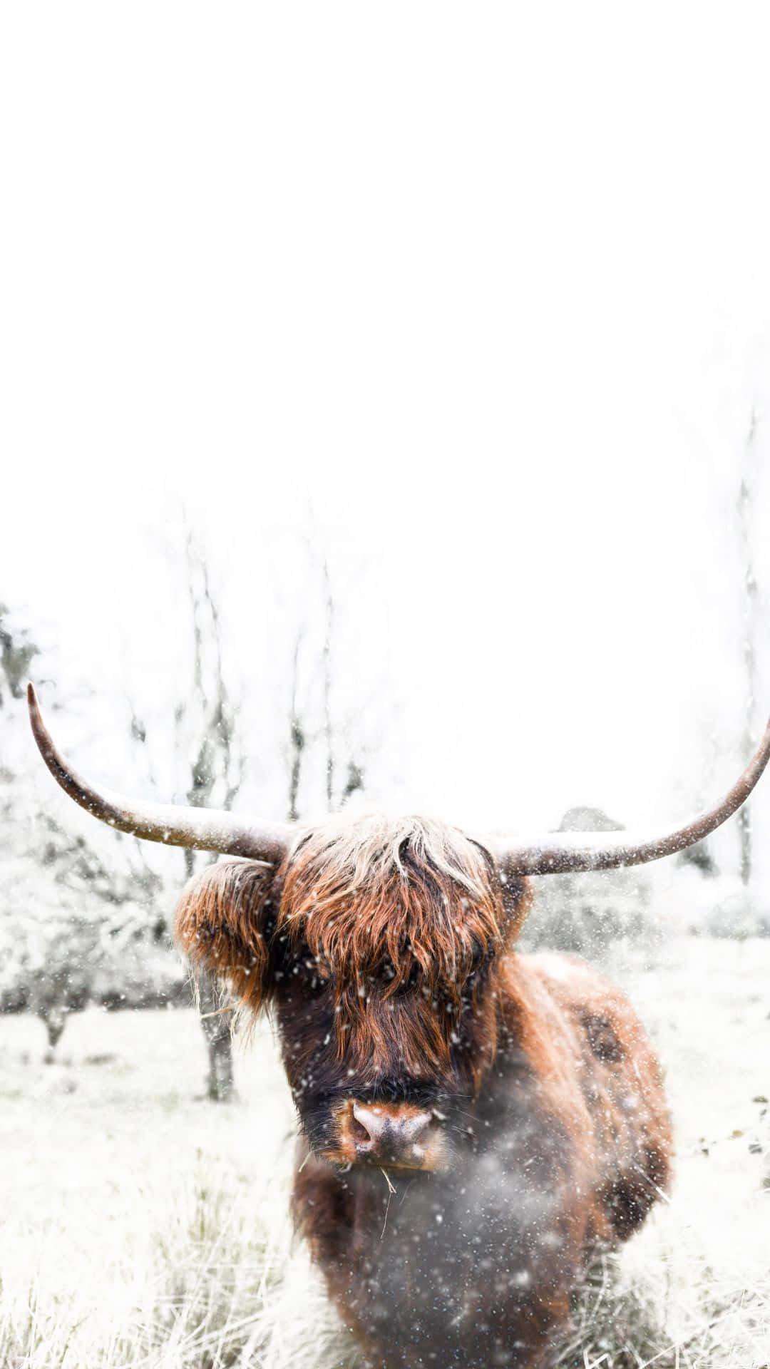 A Highland Cow Standing In The Snow Wallpaper