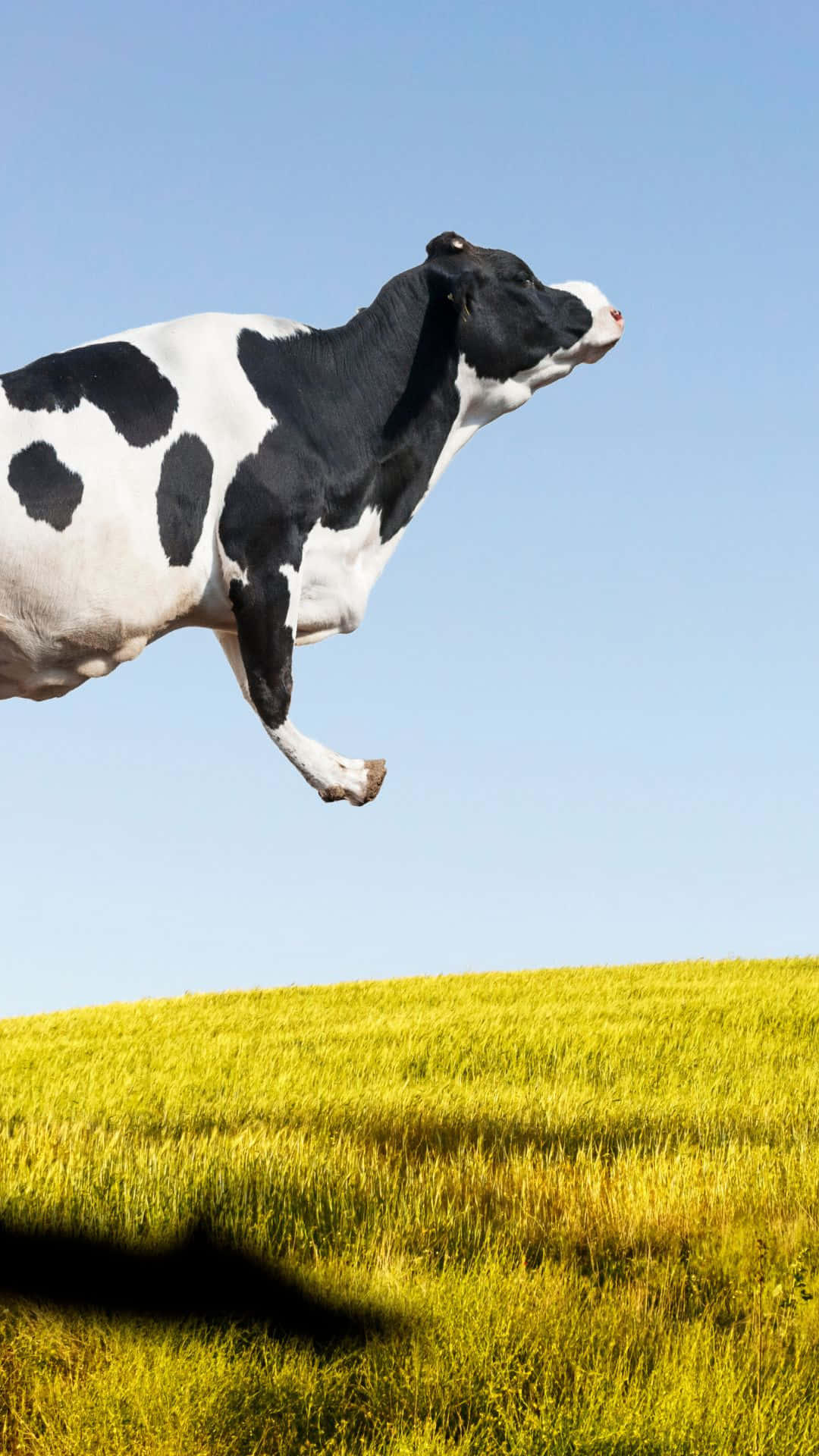Download our newest cow themed iPhone wallpapers! Wallpaper