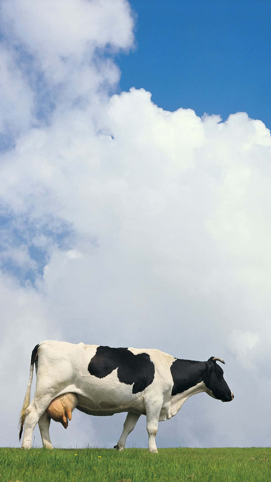 100+] Cow Iphone Wallpapers