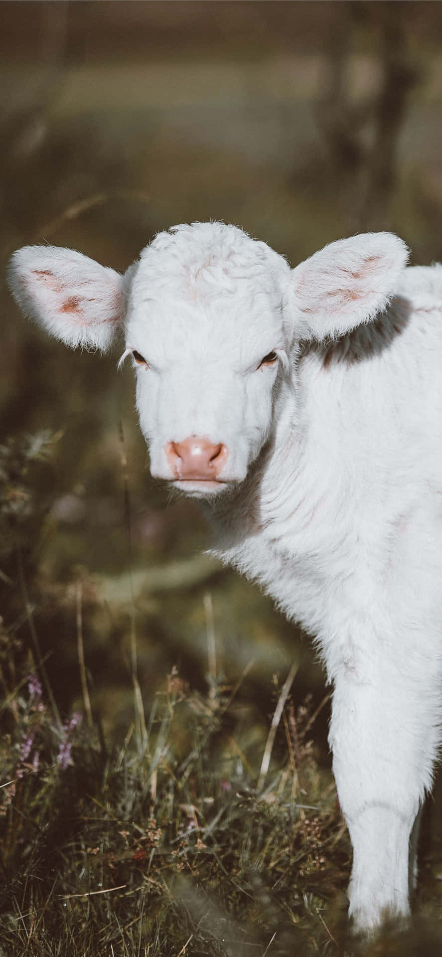A White Calf Standing In The Grass Wallpaper