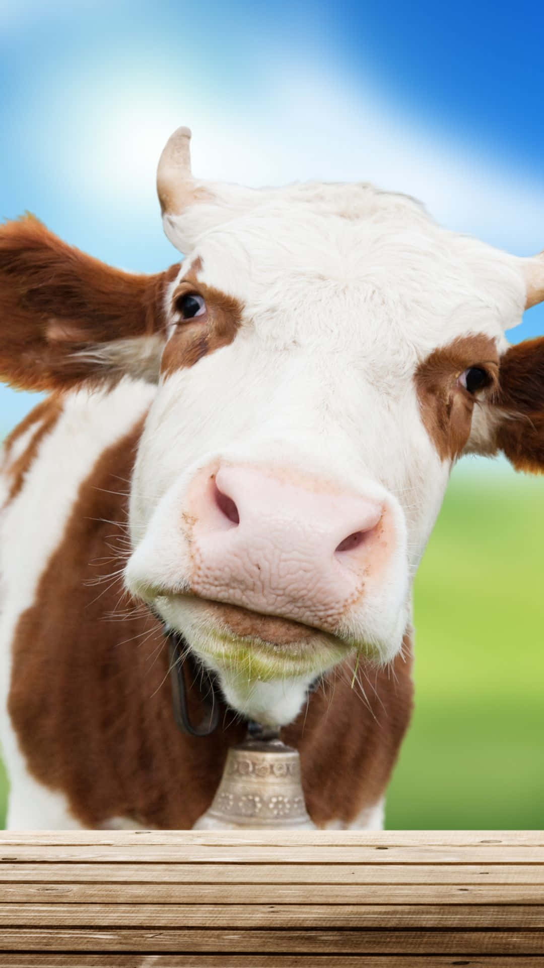 Enjoy the beauty of cows with the revolutionary Cow Iphone Wallpaper