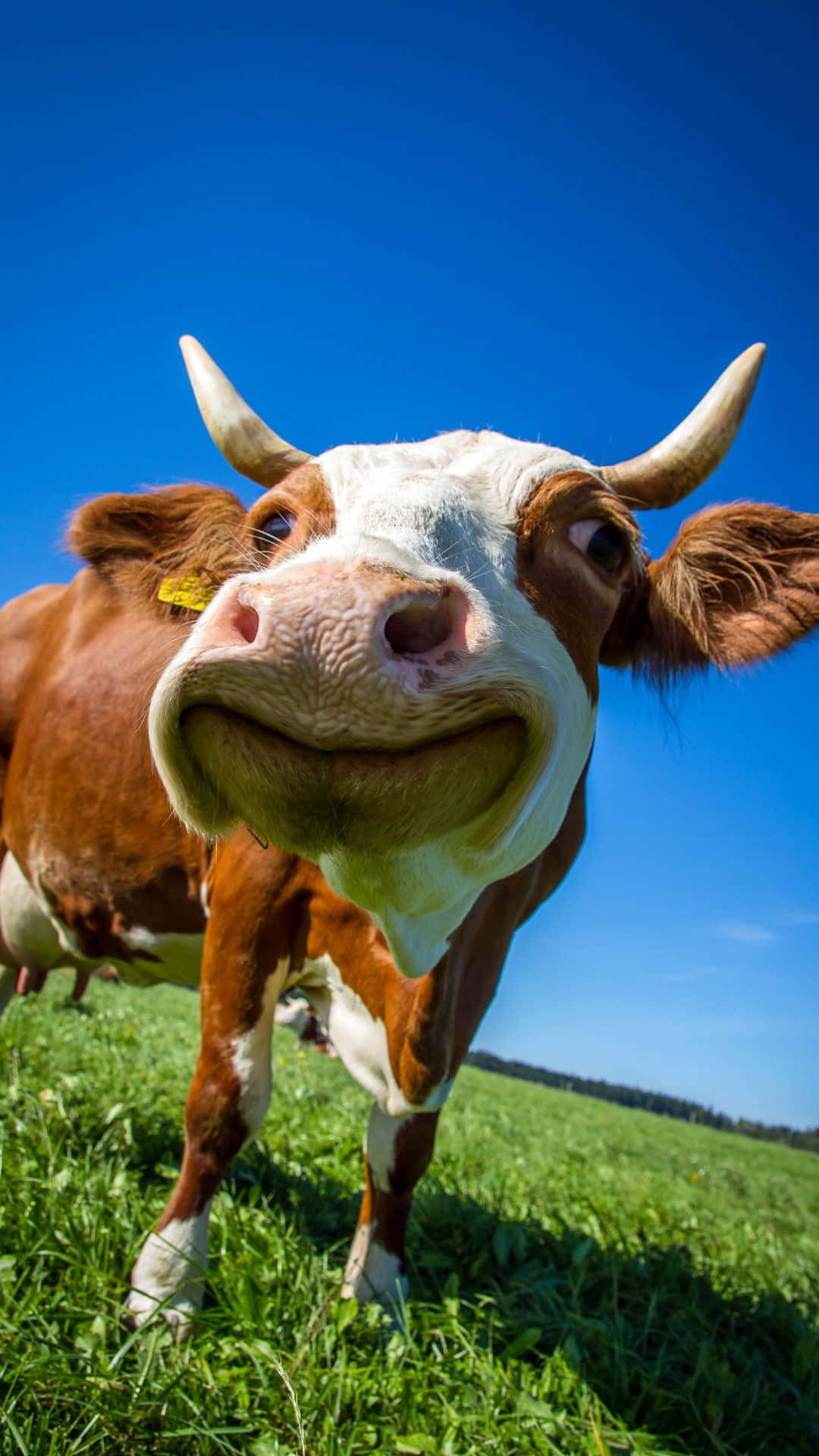 A Cow In A Field Wallpaper