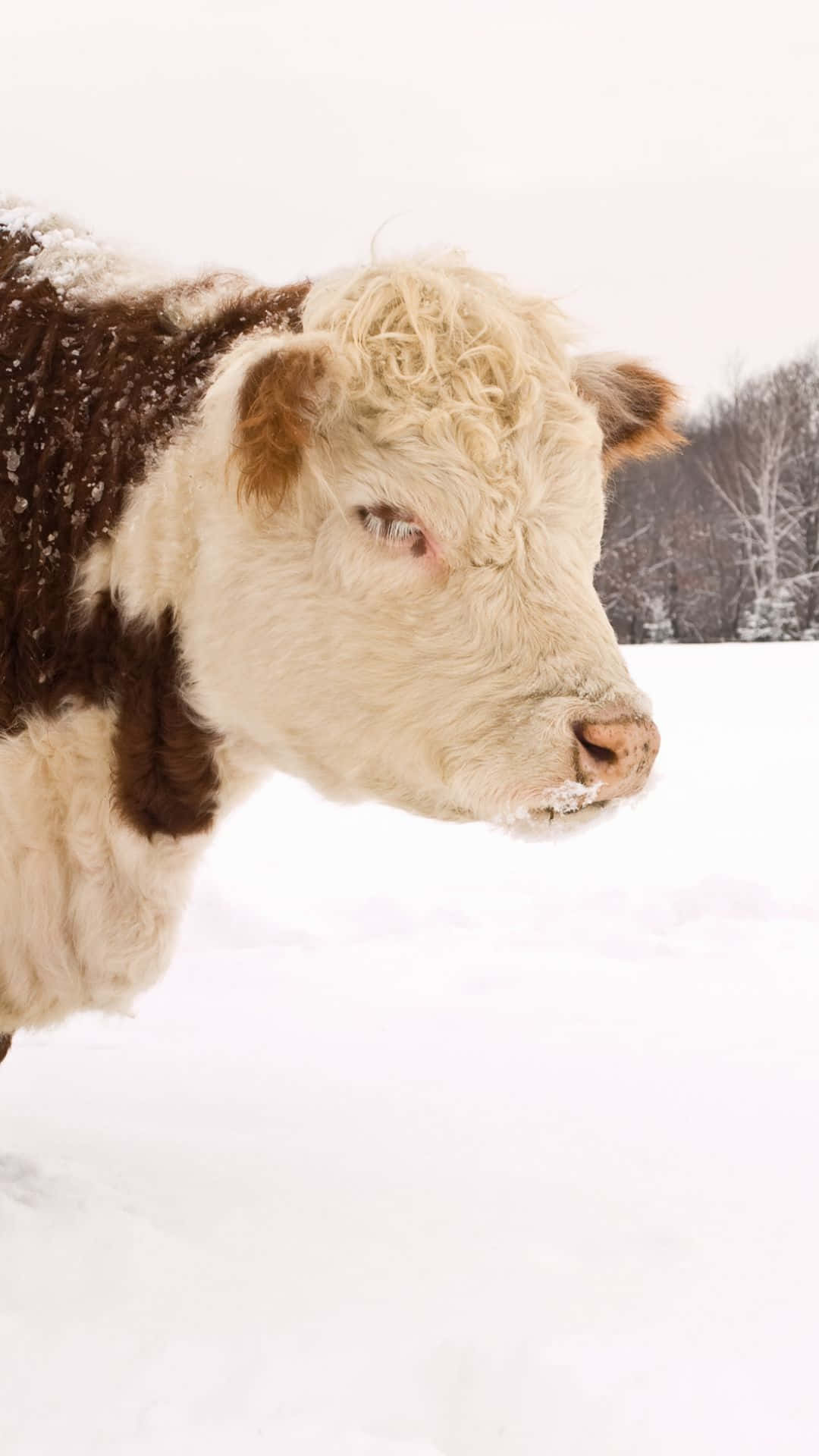 A Cow Standing In The Snow Wallpaper