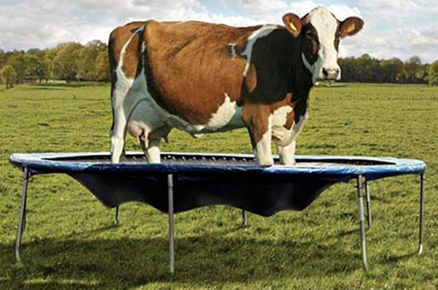Cow On A Trampoline Wallpaper