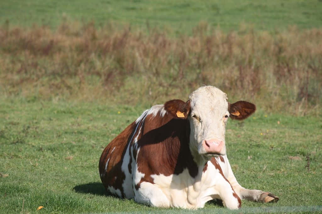 This happy cow is enjoying some sunshine