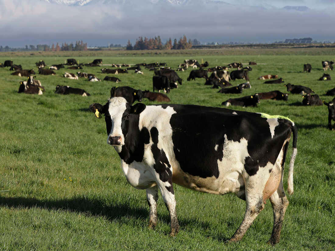 "A Holstein cow grazing in a field of grass"